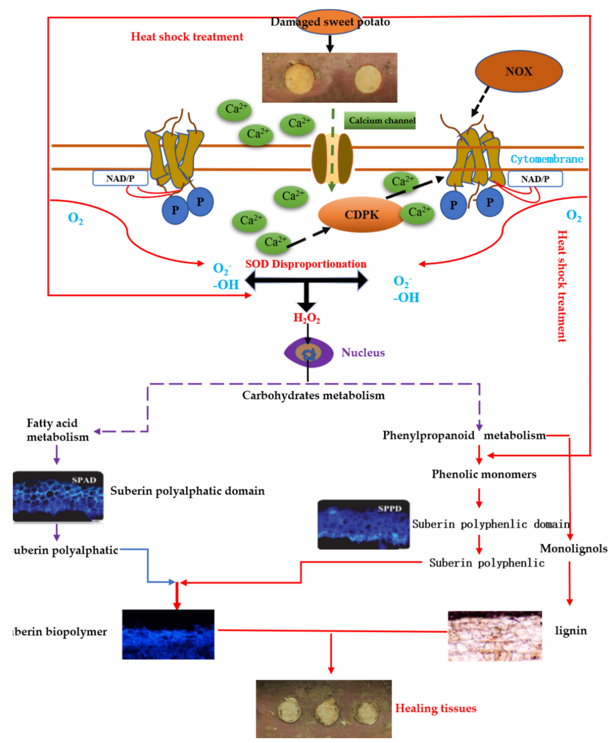 Agriculture 12 01351 g007