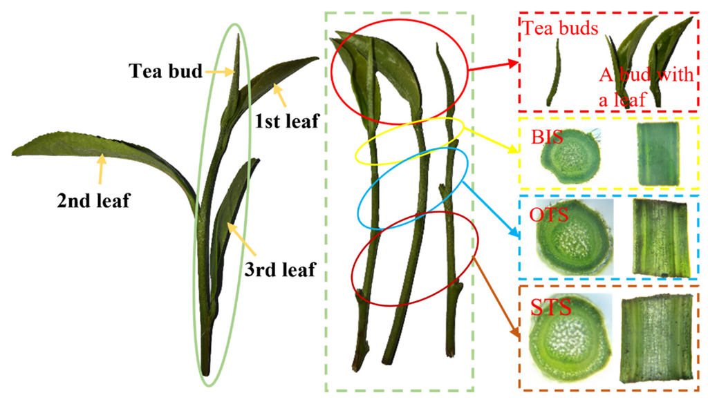 Agriculture 12 01361 g002 550
