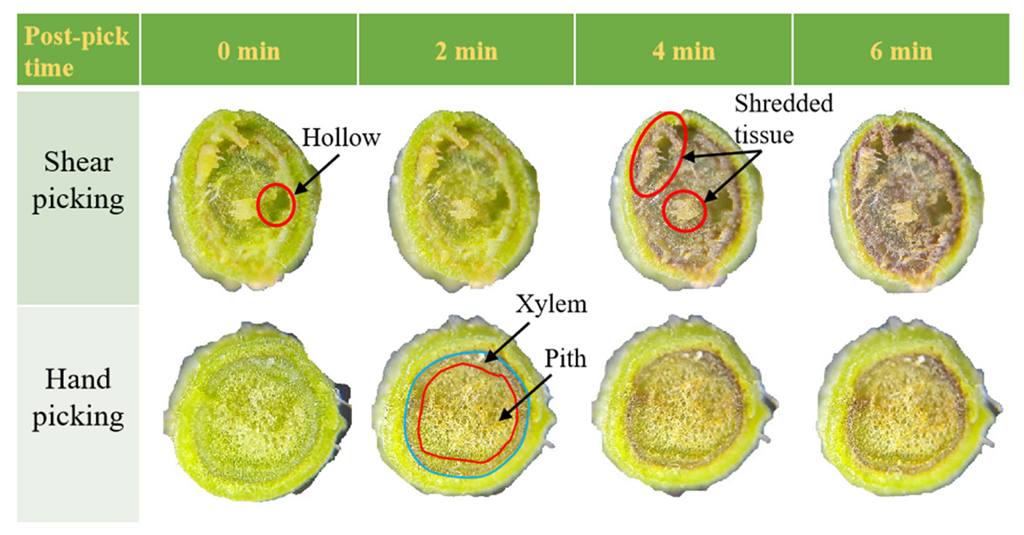 Agriculture 12 01361 g006 550