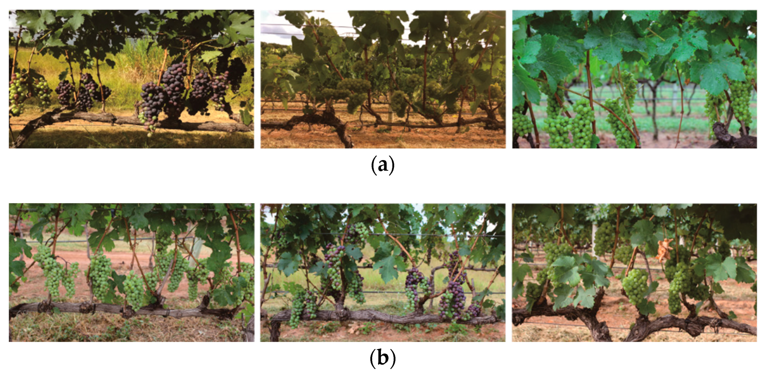 A Novel Lightweight Grape Detection Method