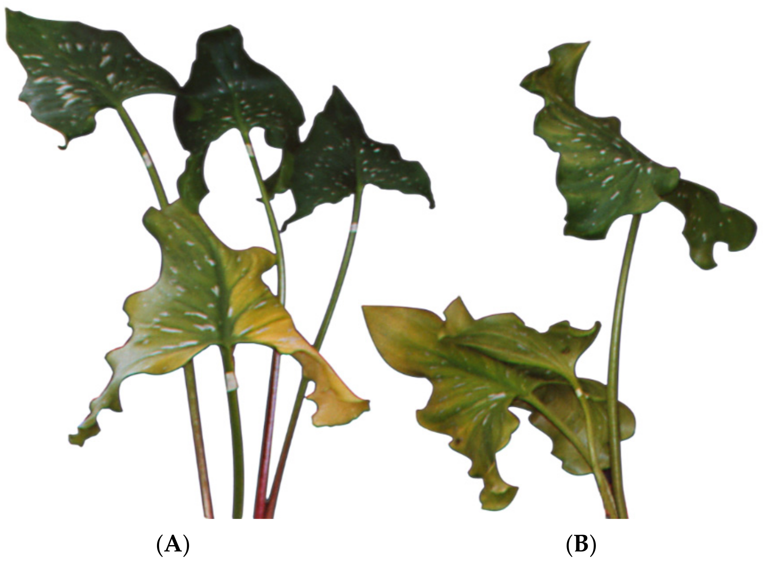 Agriculture 12 01375 g001 Agriculture 12 01375 g001