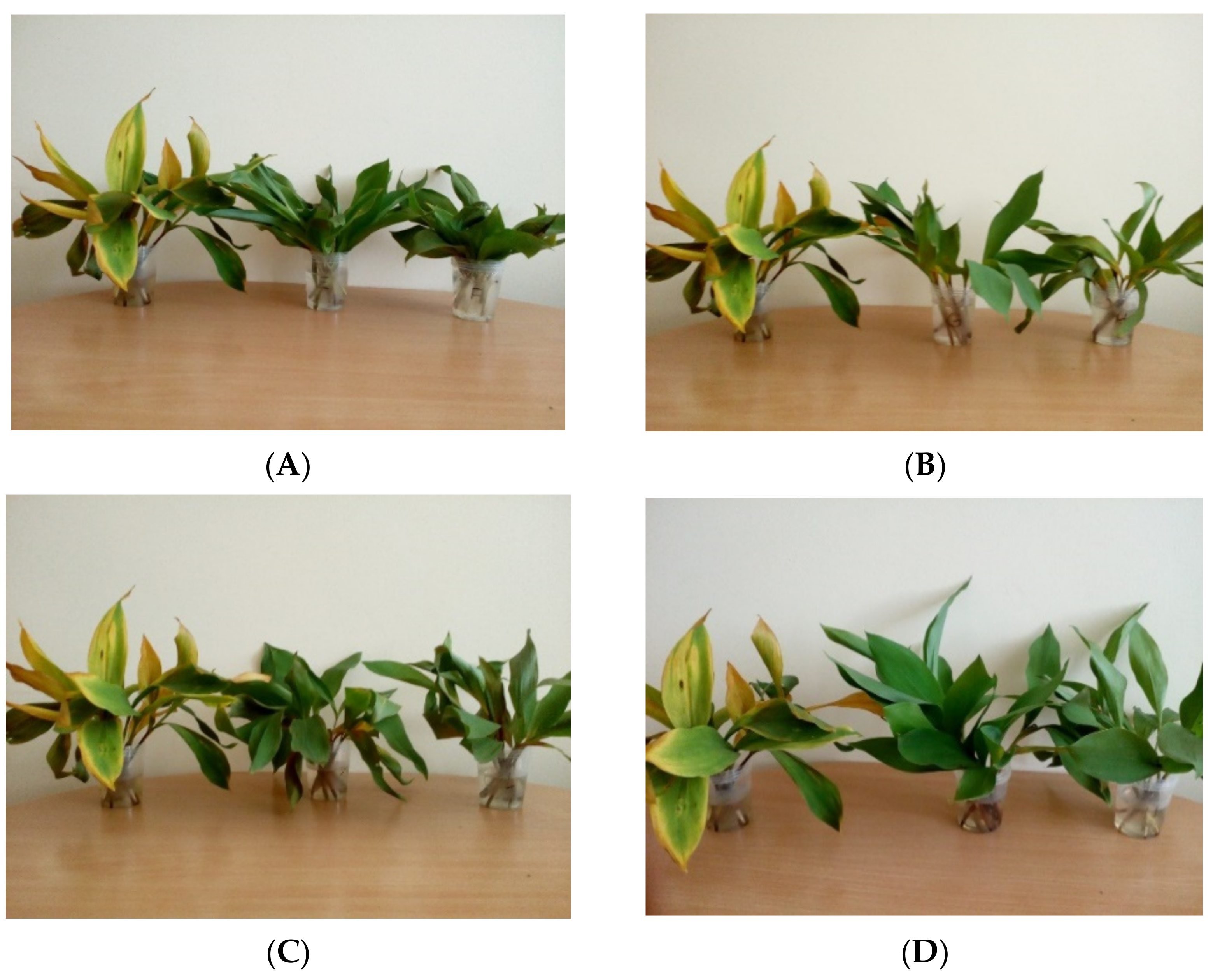Agriculture 12 01375 g003 Agriculture 12 01375 g003