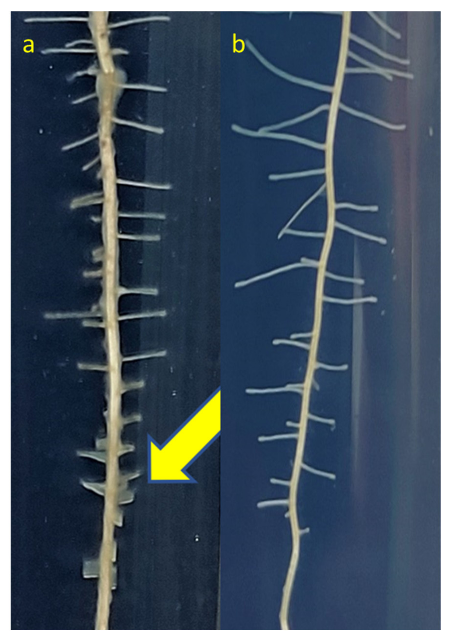 Agriculture 12 01451 g008 550