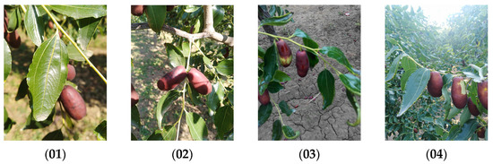 Object Detection Algorithm for Lingwu Long Jujubes Based on