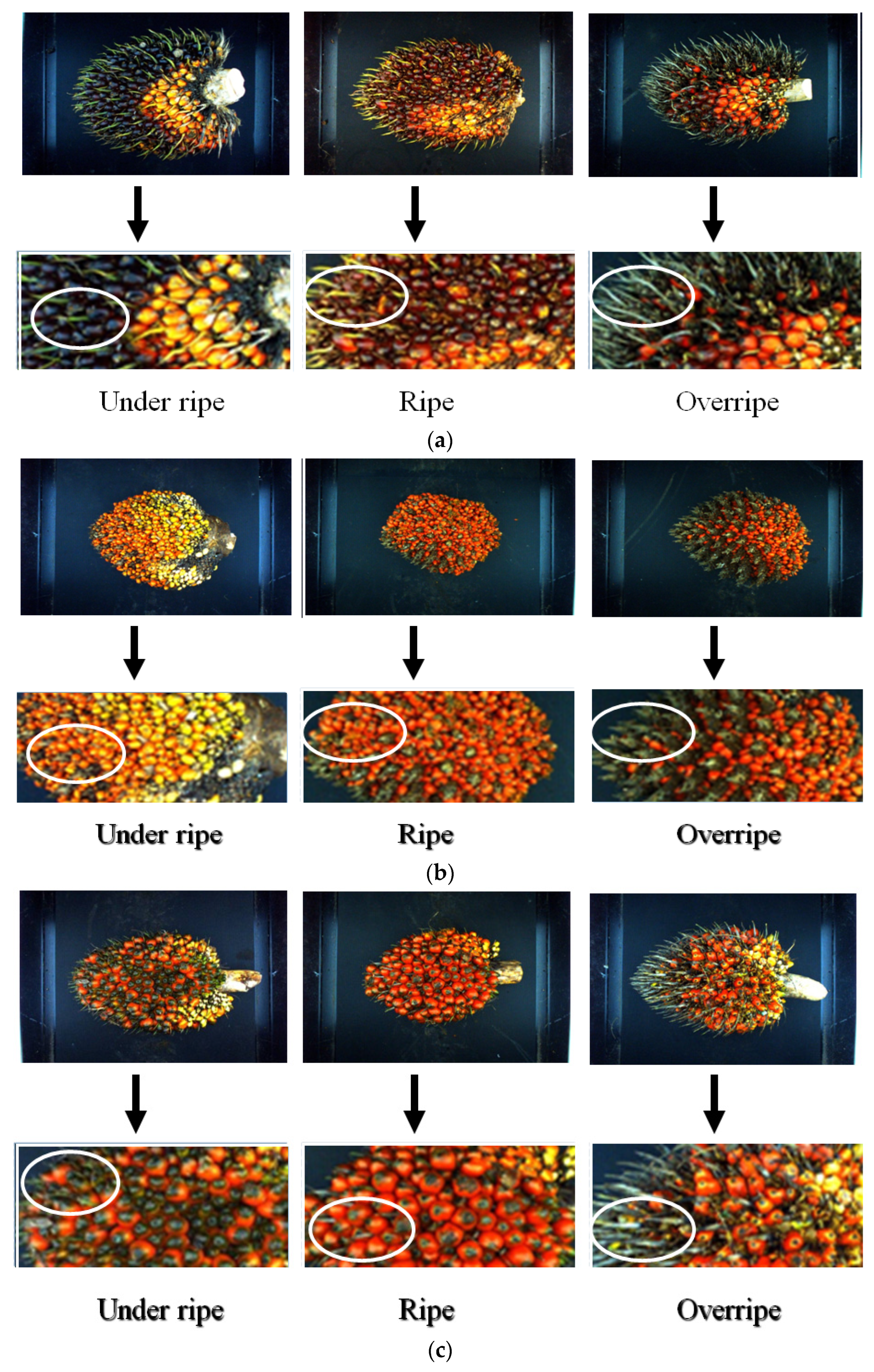 Agriculture 12 01461 g002 550
