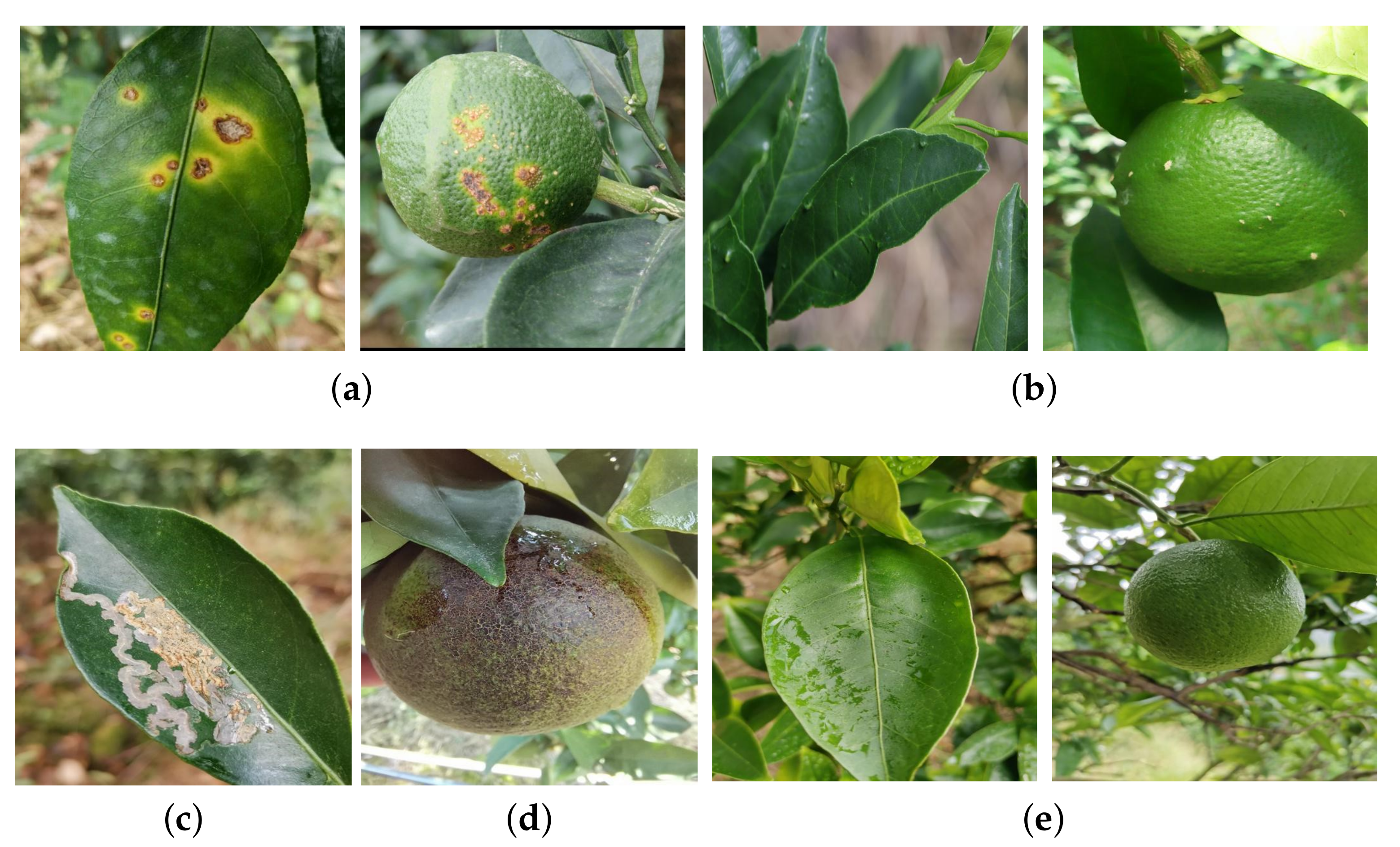 Agriculture 12 01487 g001 Agriculture 12 01487 g001