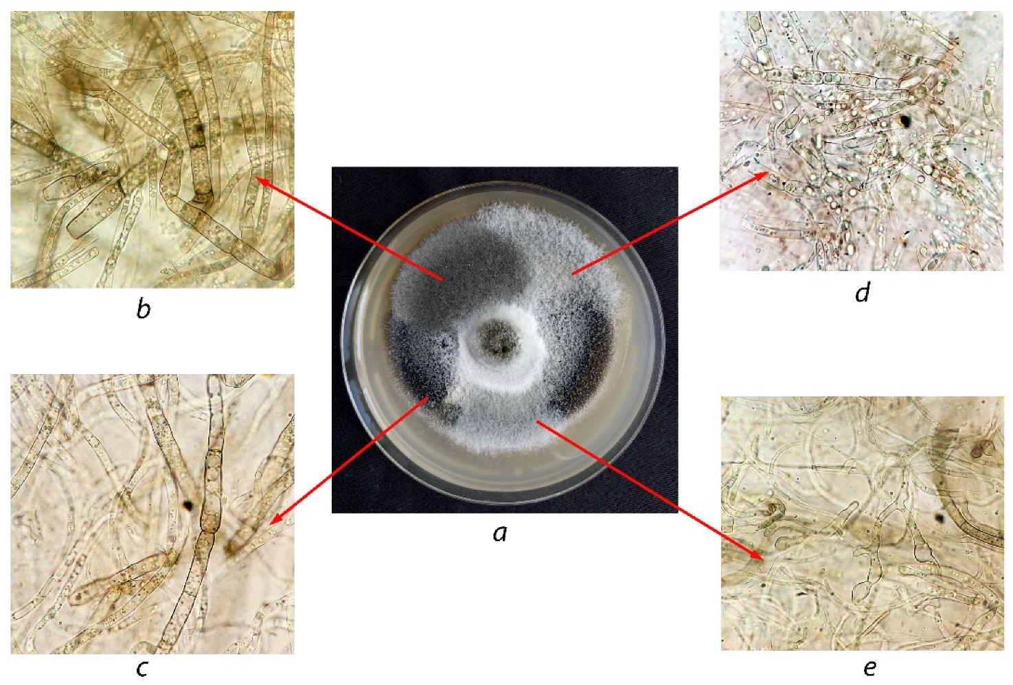 Agriculture 12 01488 g002 550