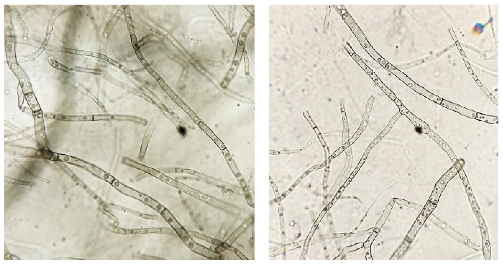 Agriculture 12 01488 g003 550