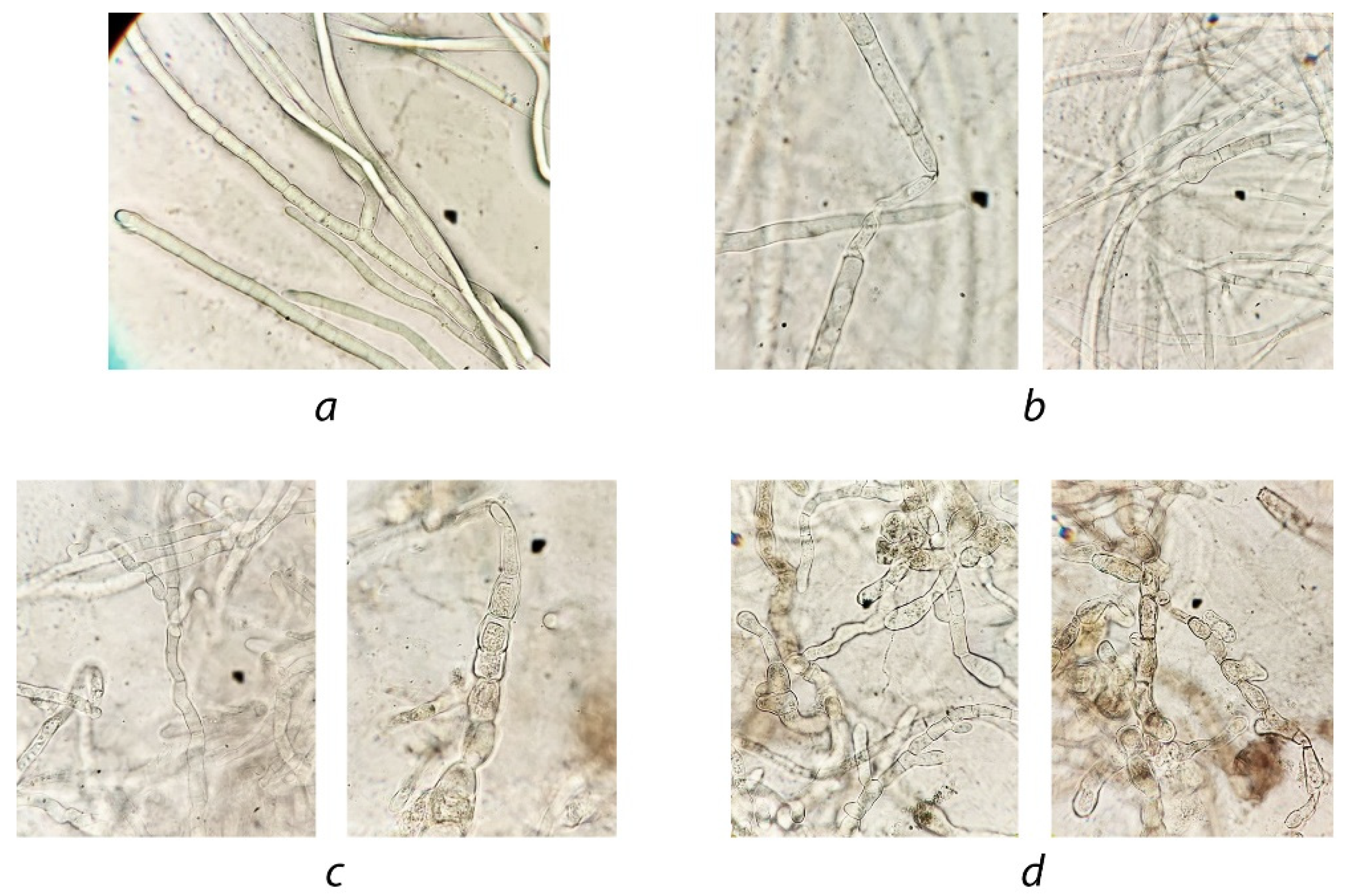 Agriculture 12 01488 g004 550