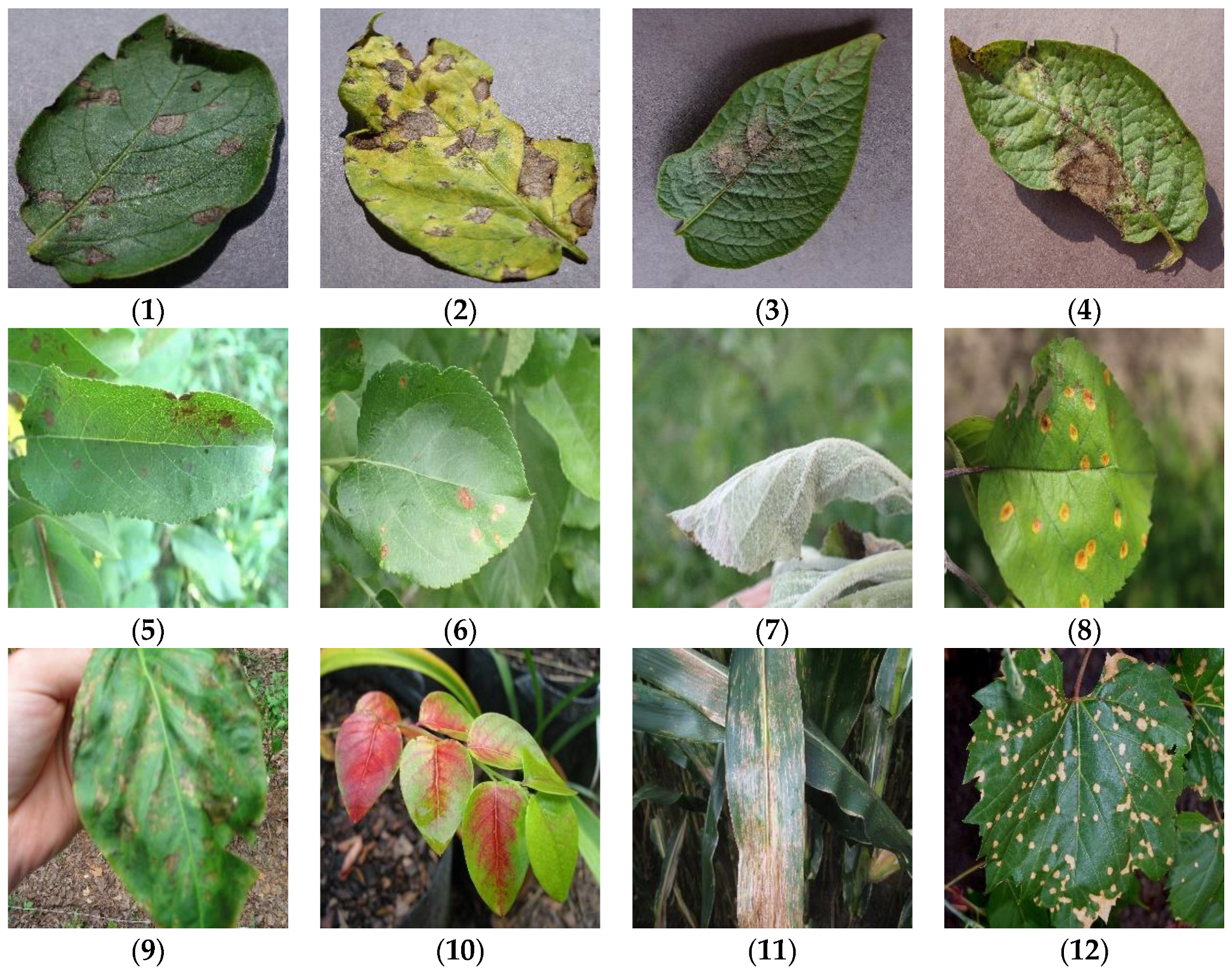 Agriculture | Free Full-Text | Multi-Granularity Feature Aggregation with  Self-Attention and Spatial Reasoning for Fine-Grained Crop Disease  Classification