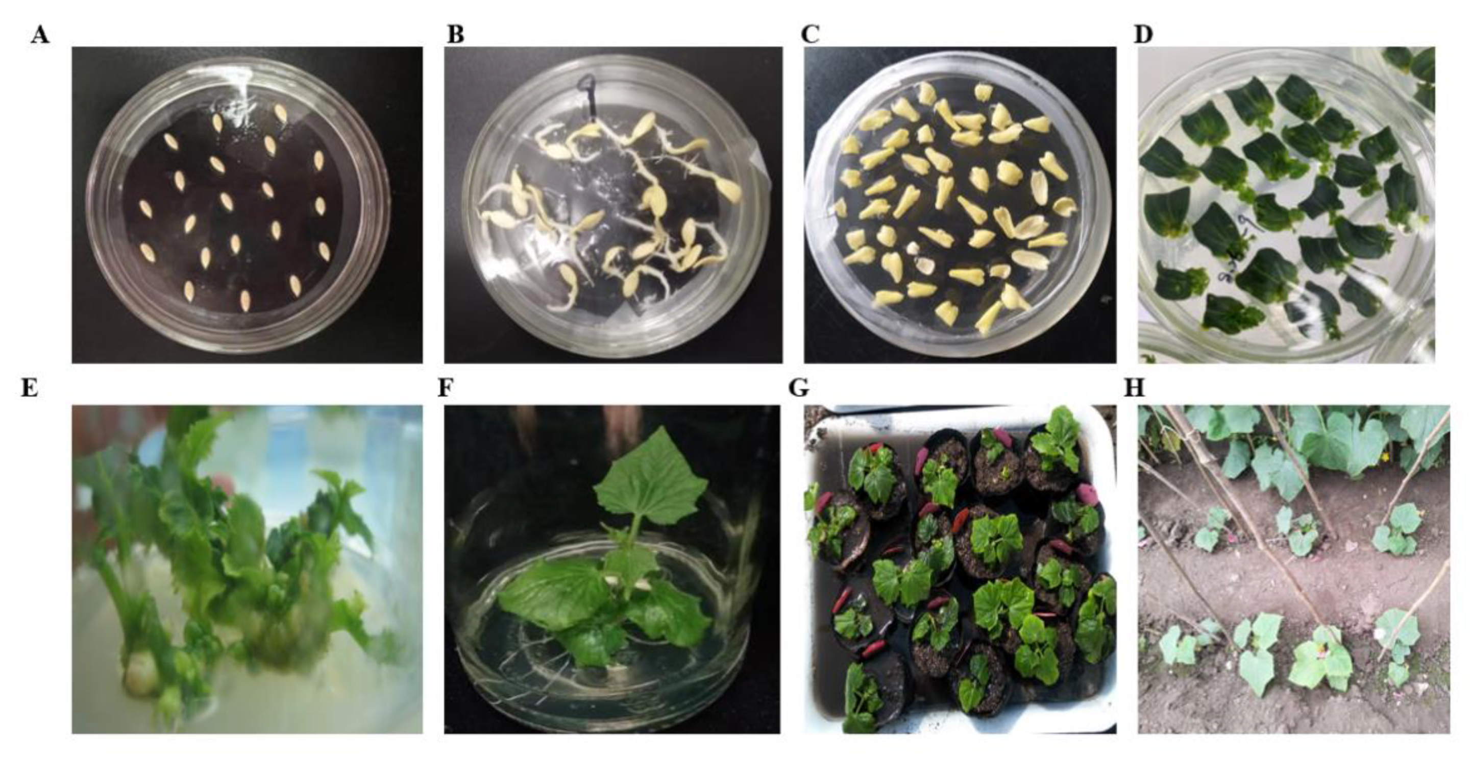 Agriculture 12 01528 g004 550