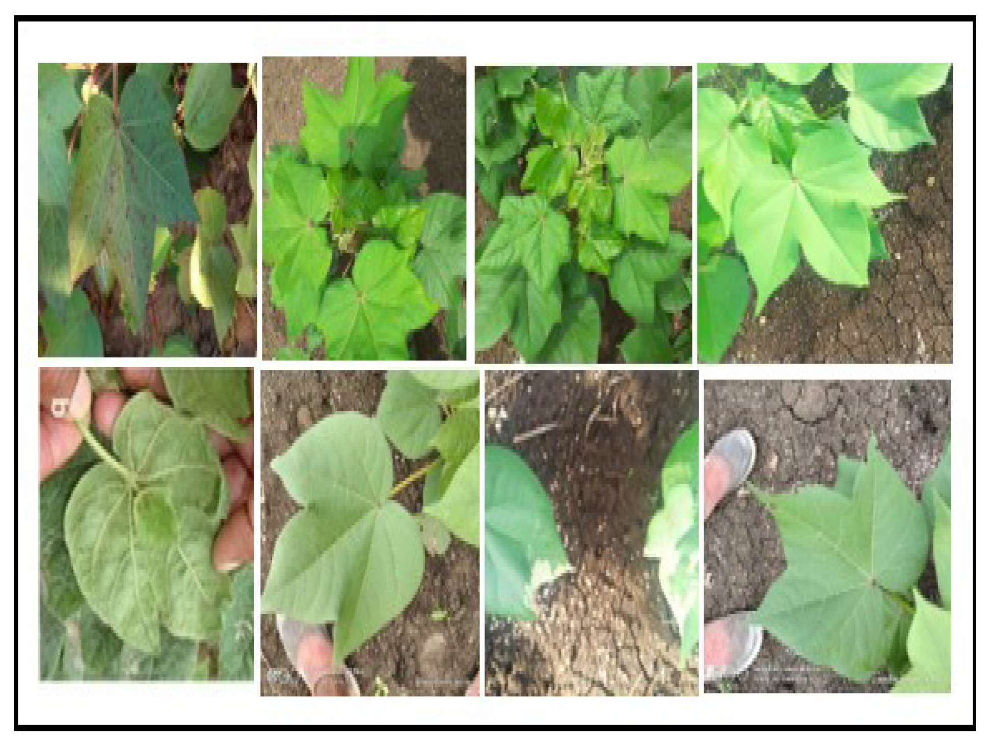 Agriculture 12 01529 g002