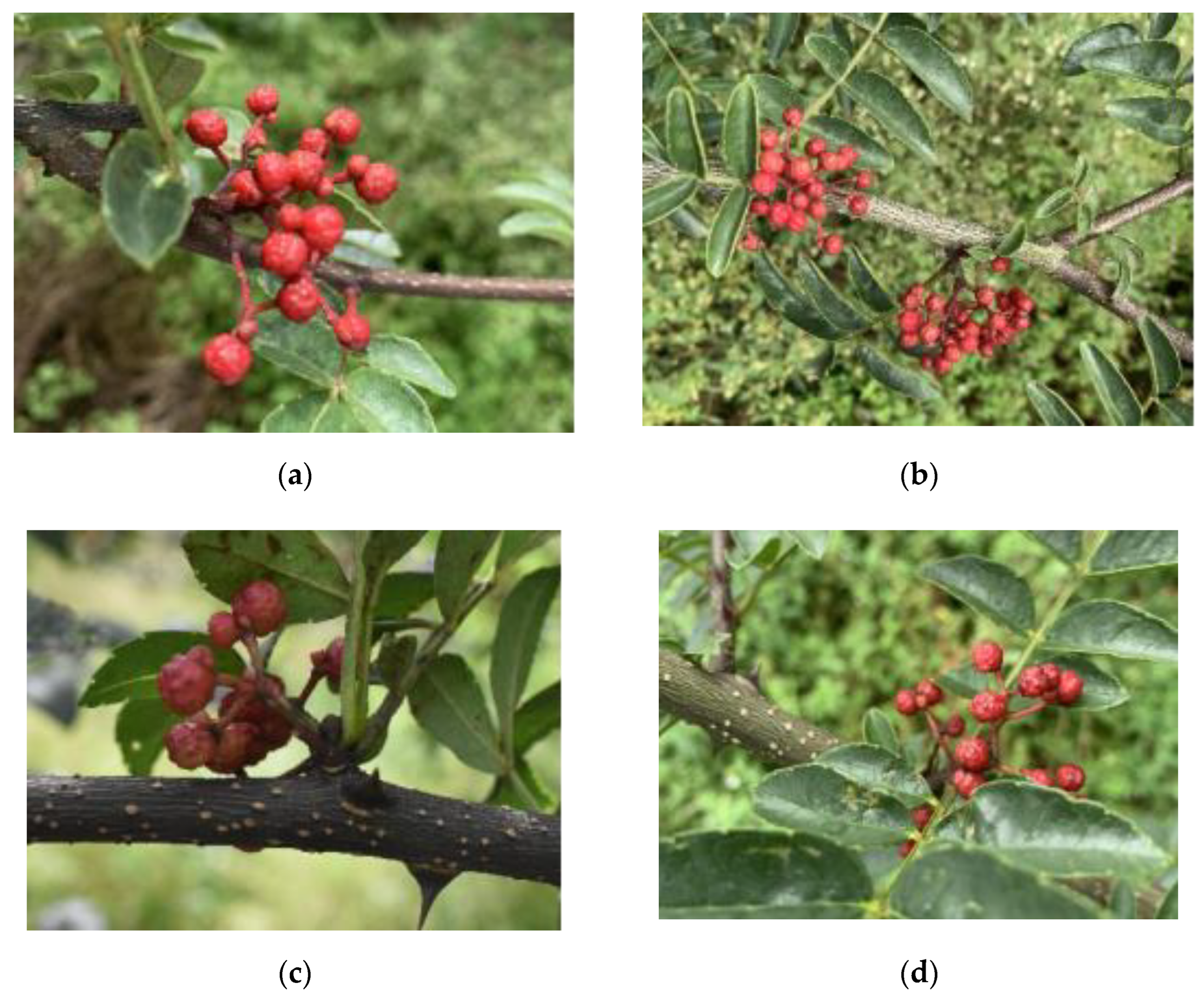 Agriculture 12 01631 g002 Agriculture 12 01631 g002