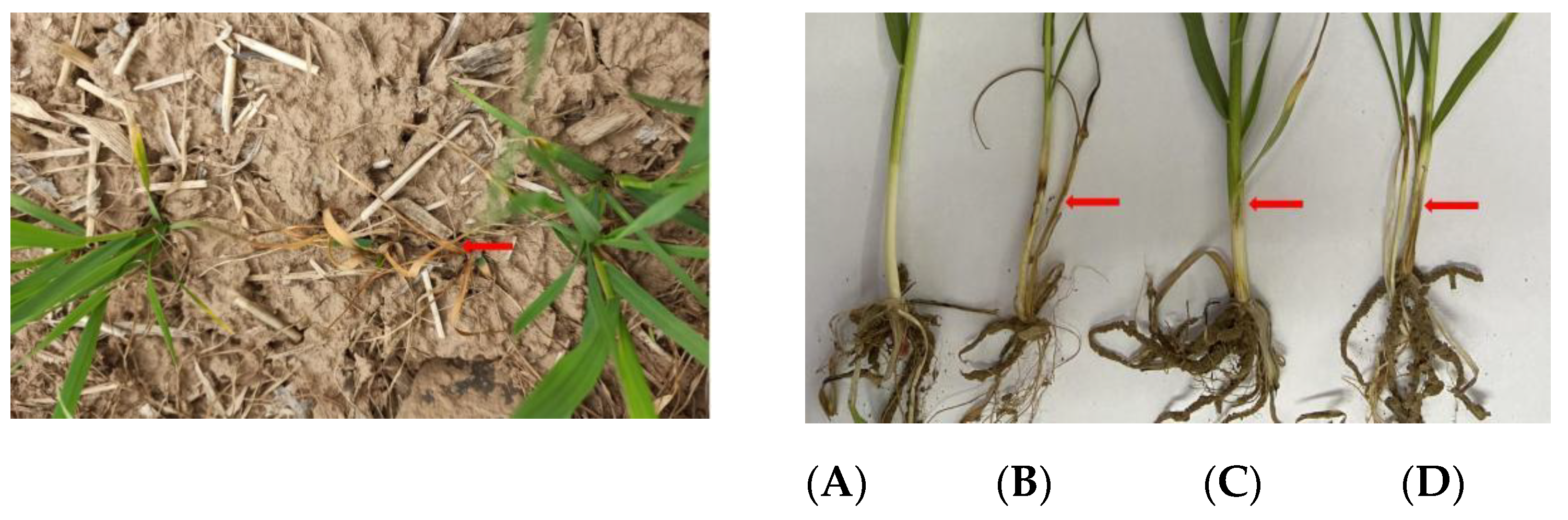 Agriculture 12 01643 g001 Agriculture 12 01643 g001