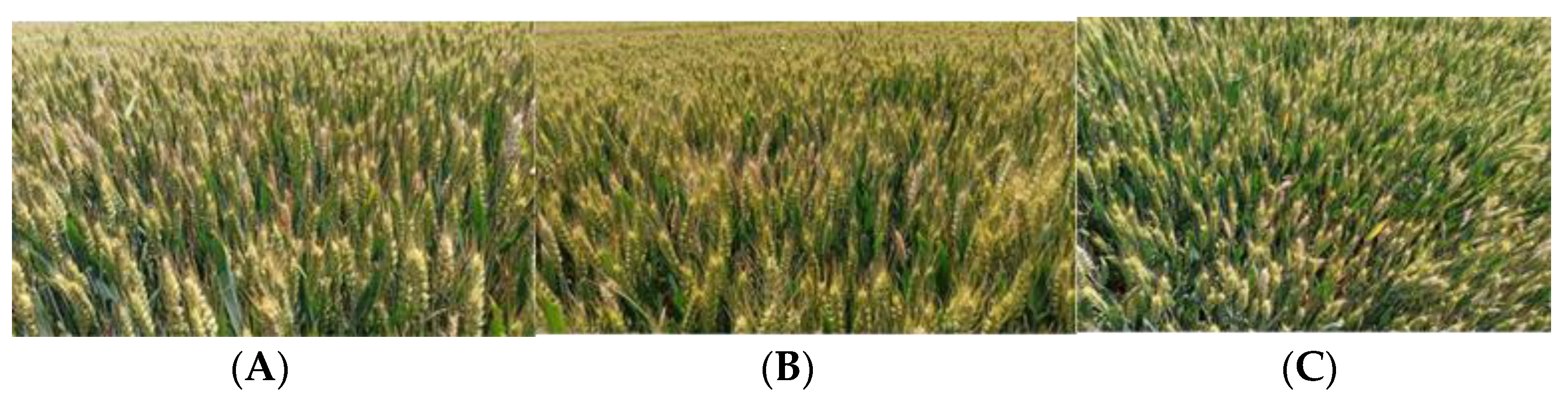 Agriculture 12 01643 g002 Agriculture 12 01643 g002