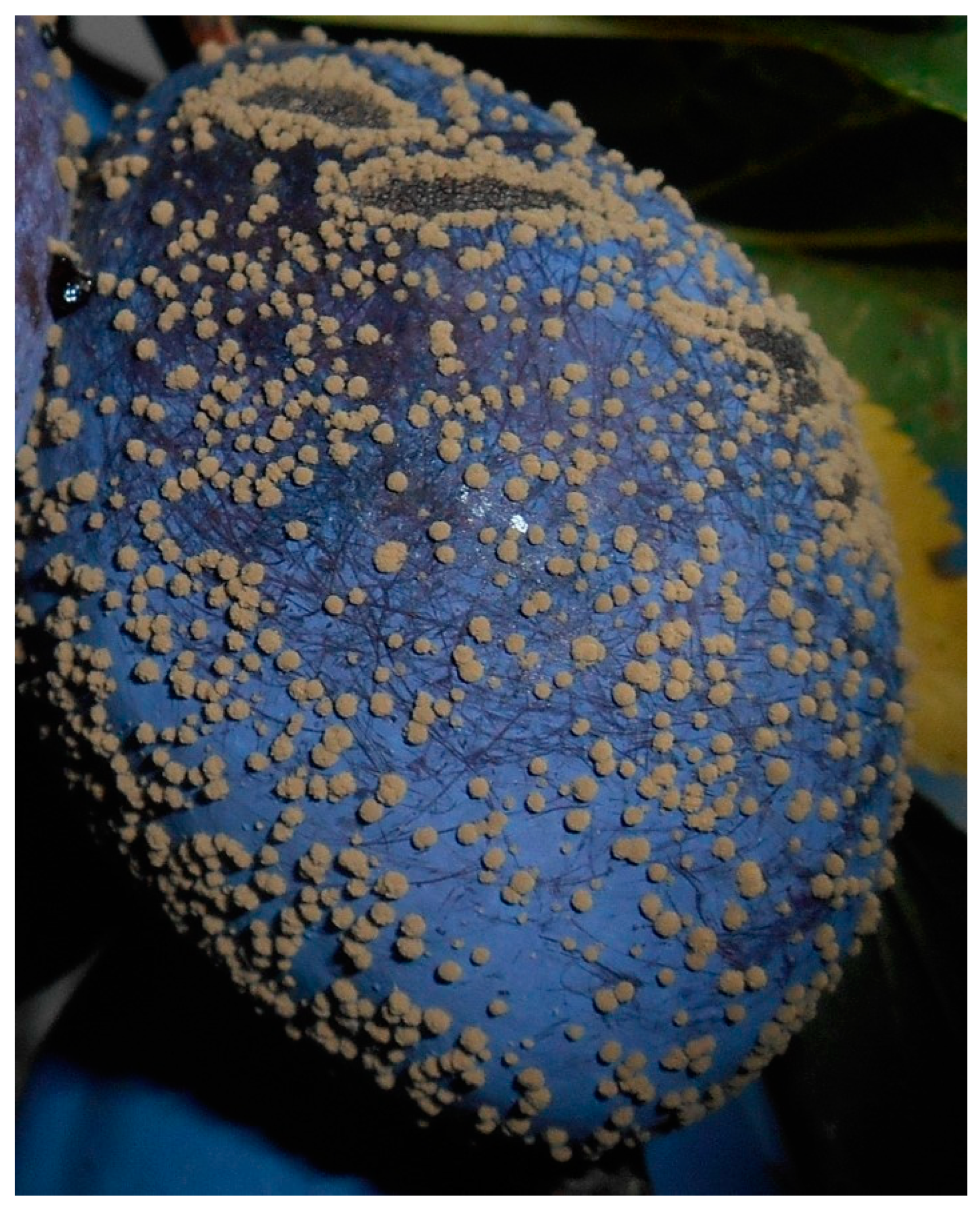 Agriculture 12 01656 g005 Agriculture 12 01656 g005