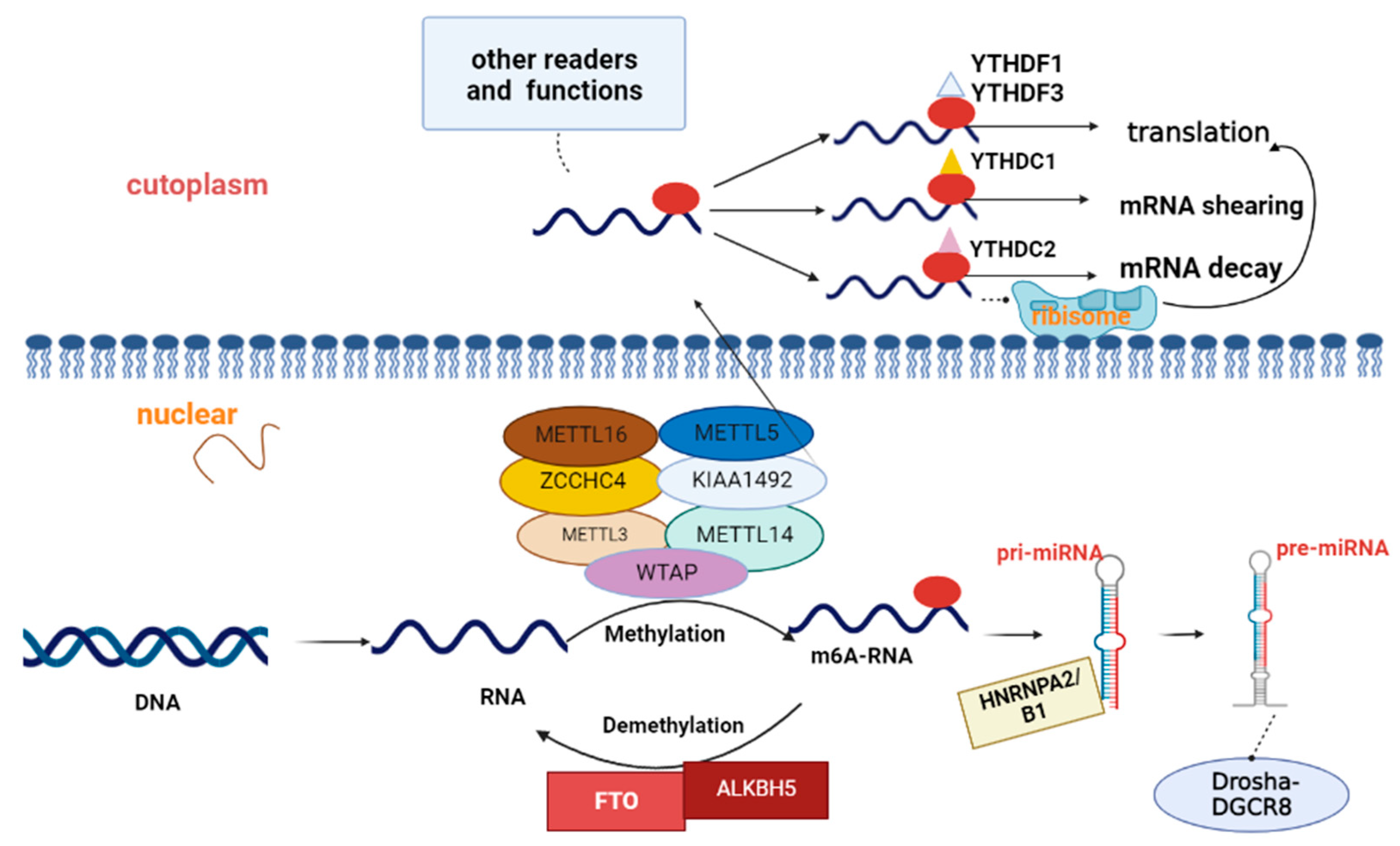 Agriculture 12 01683 g003 Agriculture 12 01683 g003