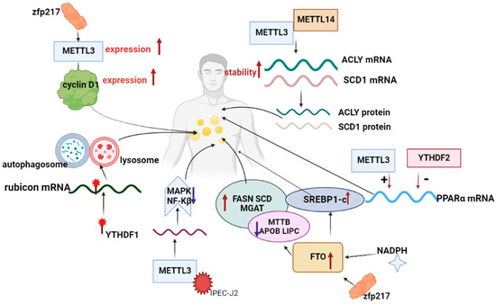 Progress of m6A Methylation in Lipid Metabolism in Humans