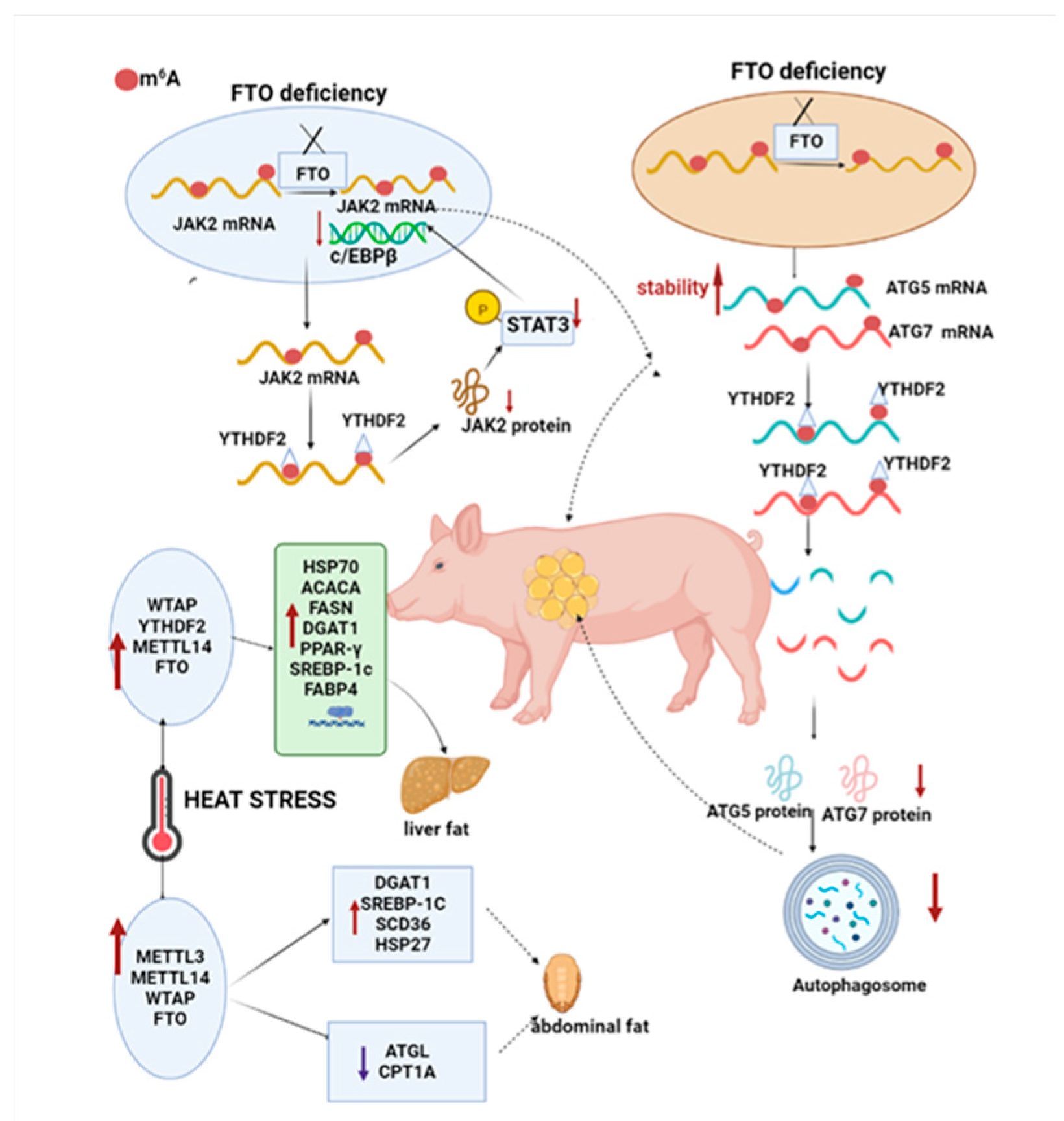 Agriculture 12 01683 g008 Agriculture 12 01683 g008