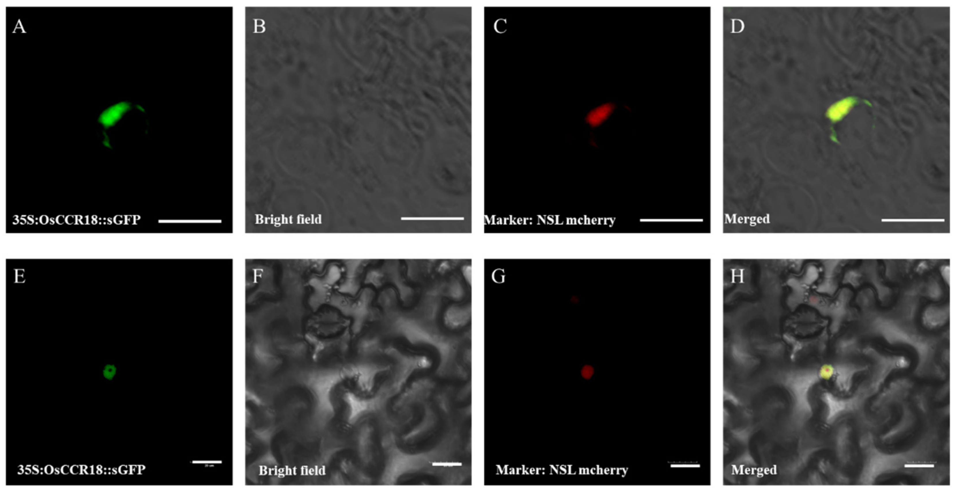 Agriculture 12 01685 g002