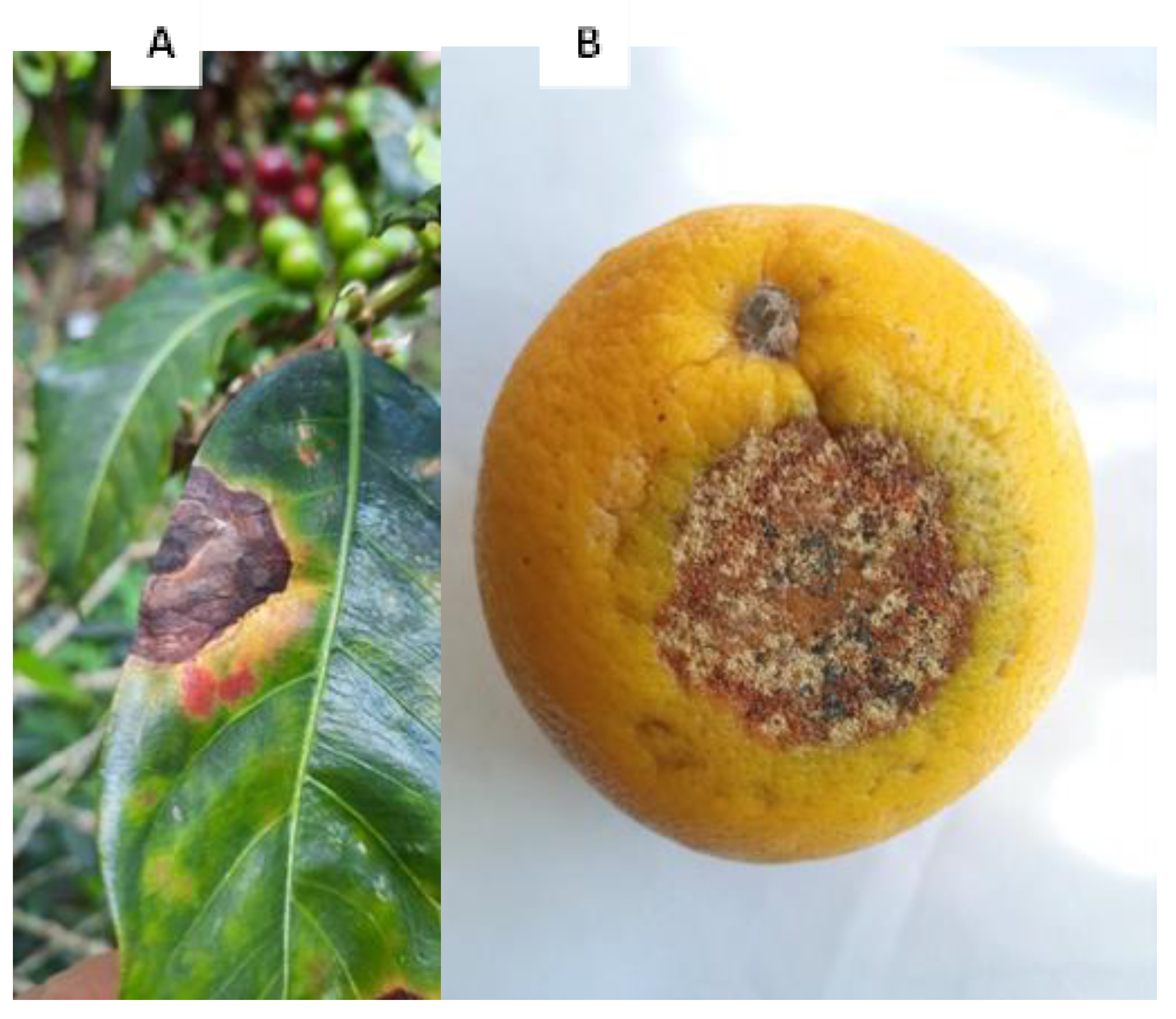 Agriculture 12 01722 g001