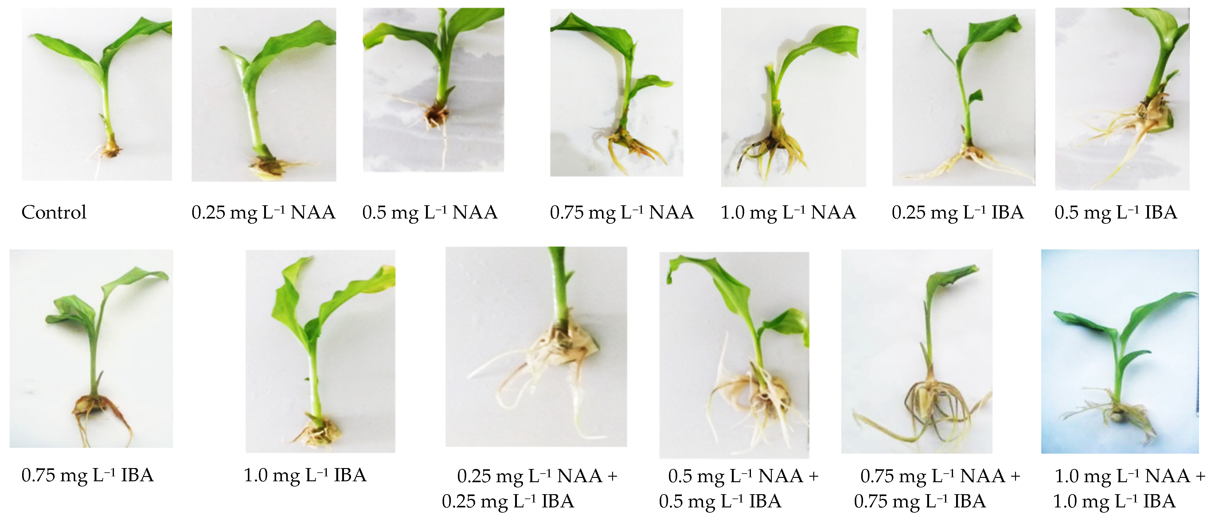 Agriculture 12 01766 g004 Agriculture 12 01766 g004