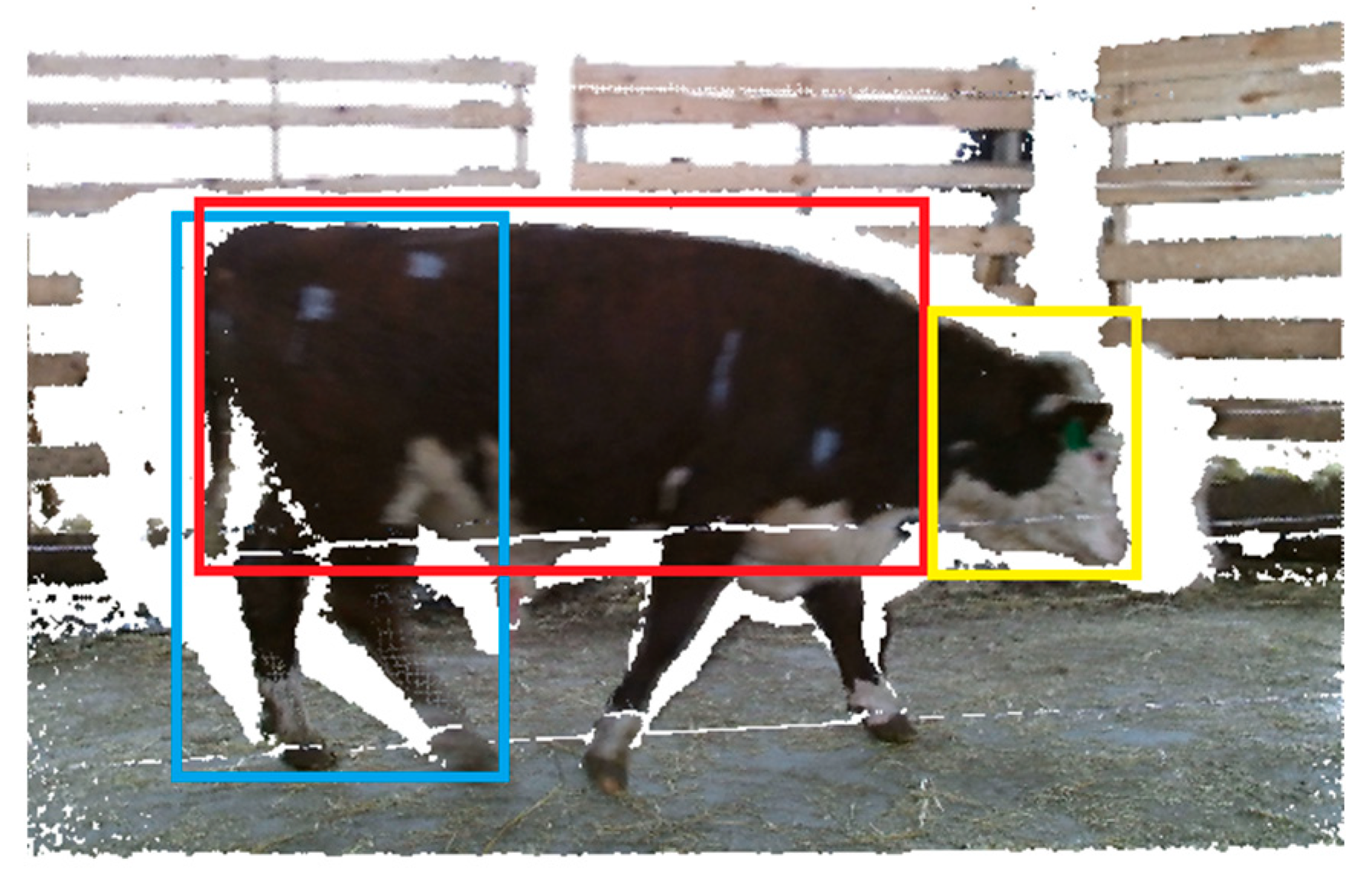 Agriculture free full text live weight prediction of cattle based