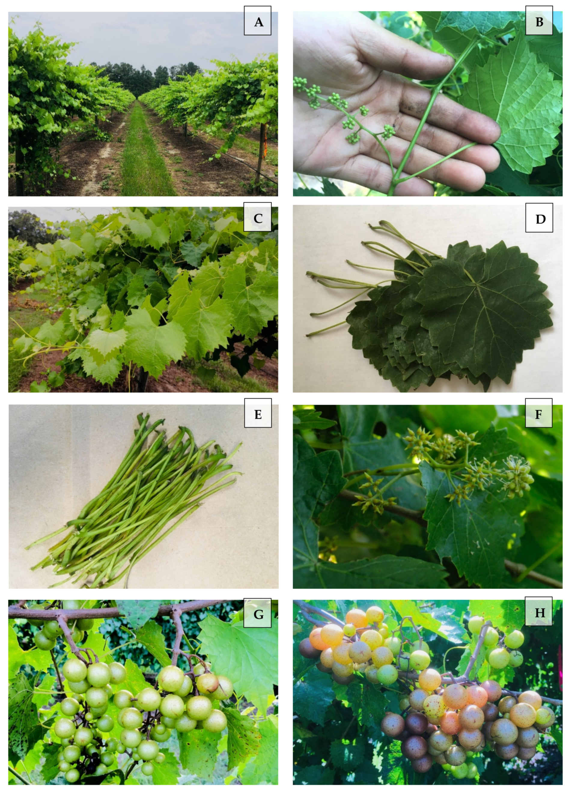 Agriculture 12 01805 g001 Agriculture 12 01805 g001