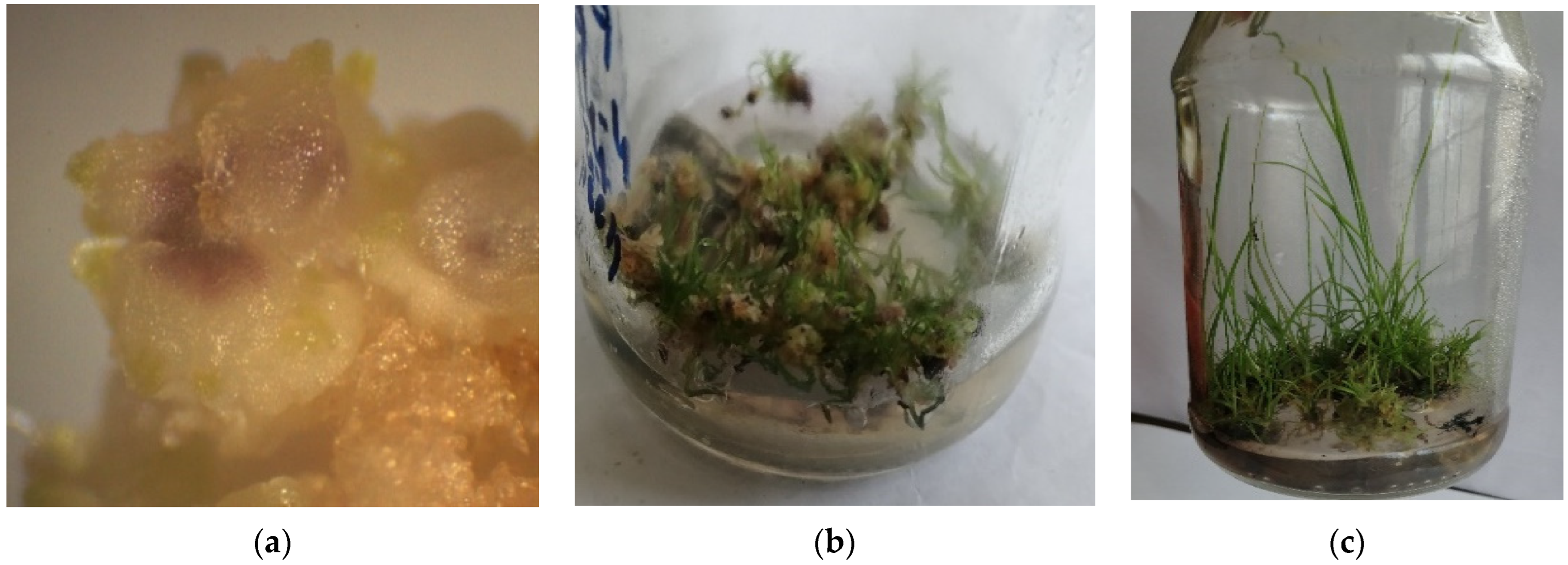 Agriculture 12 01812 g008