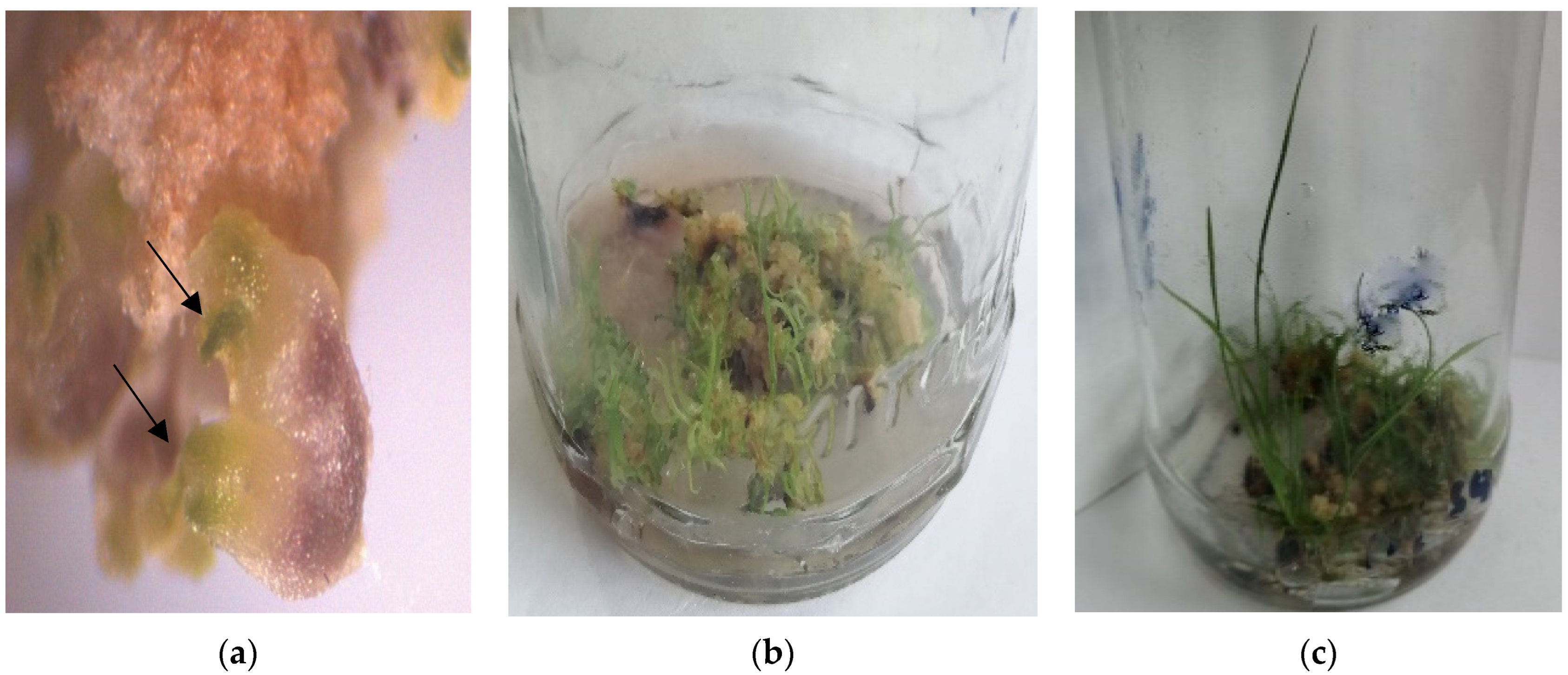 Agriculture 12 01812 g010