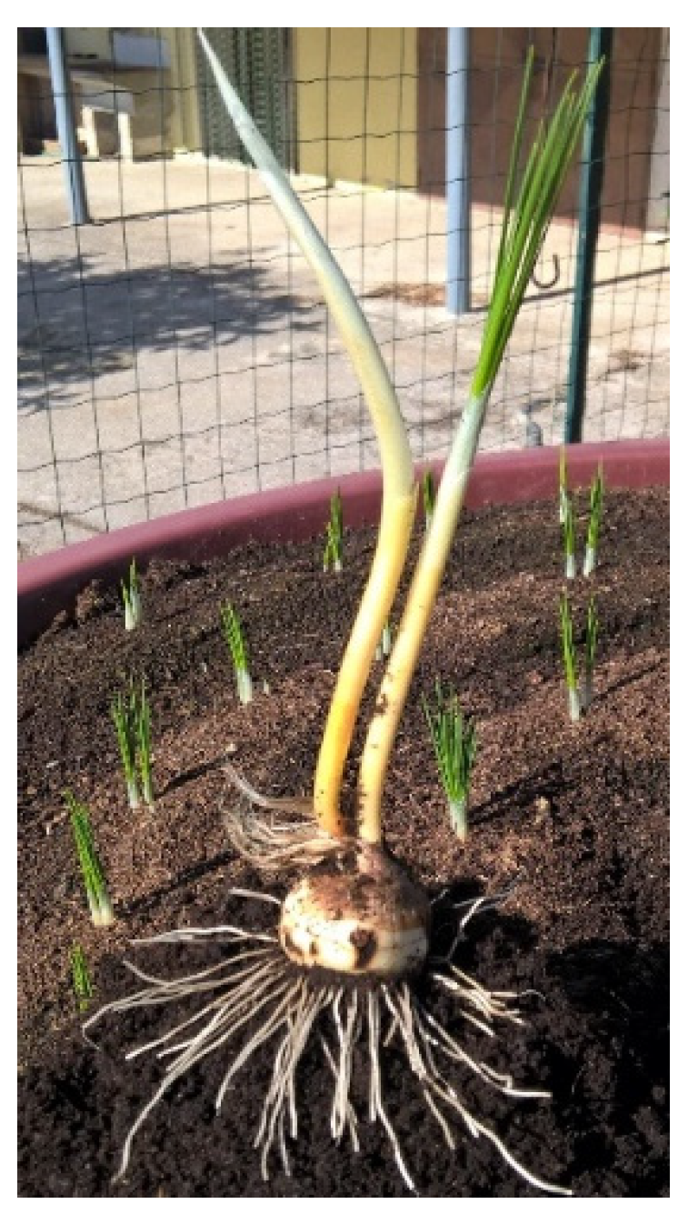 Agriculture 12 01813 g004