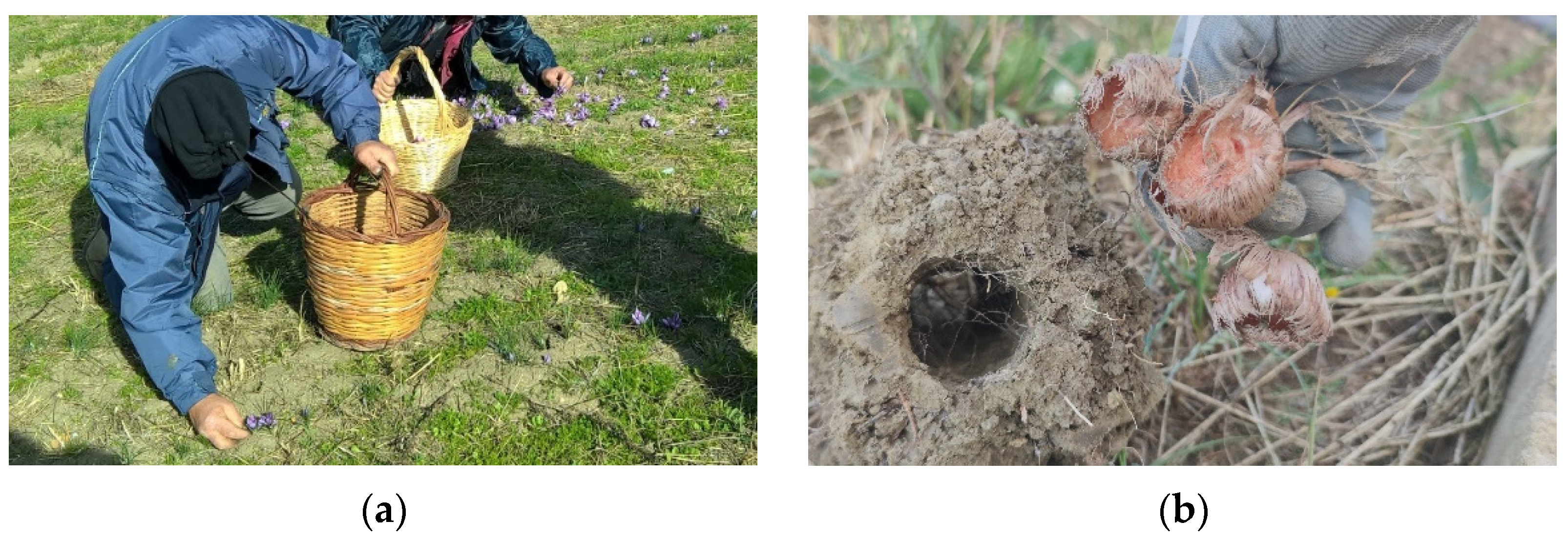 Agriculture 12 01813 g007