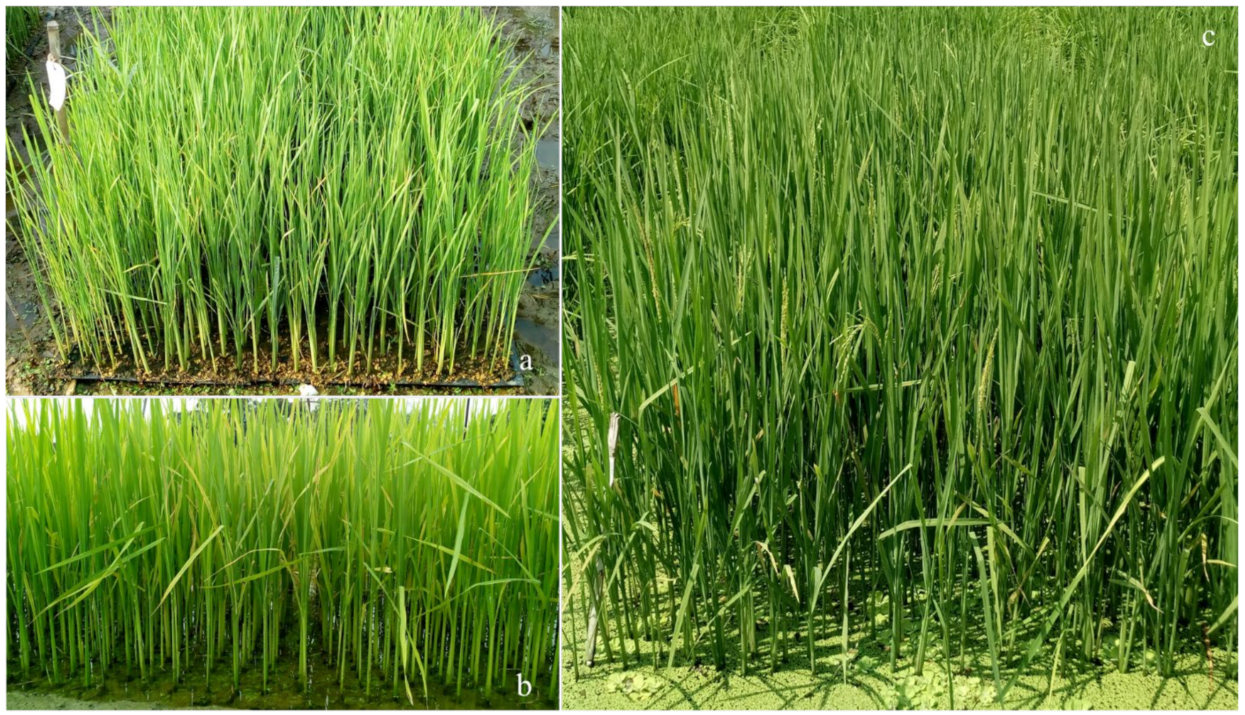 Agriculture 12 01815 g002 Agriculture 12 01815 g002