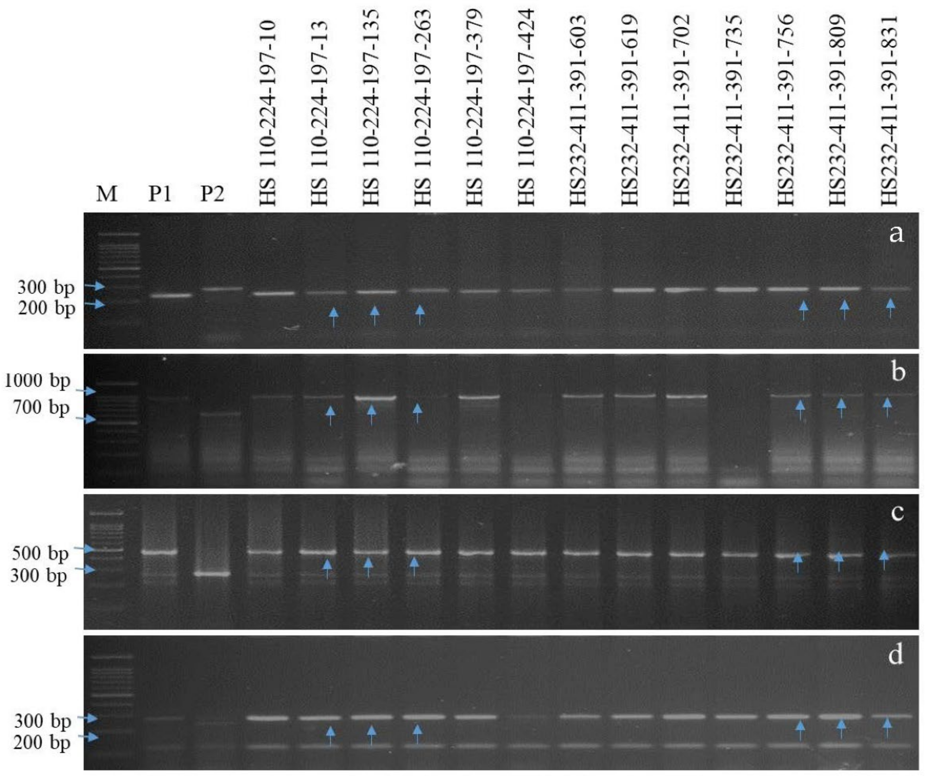 Agriculture 12 01815 g005 Agriculture 12 01815 g005