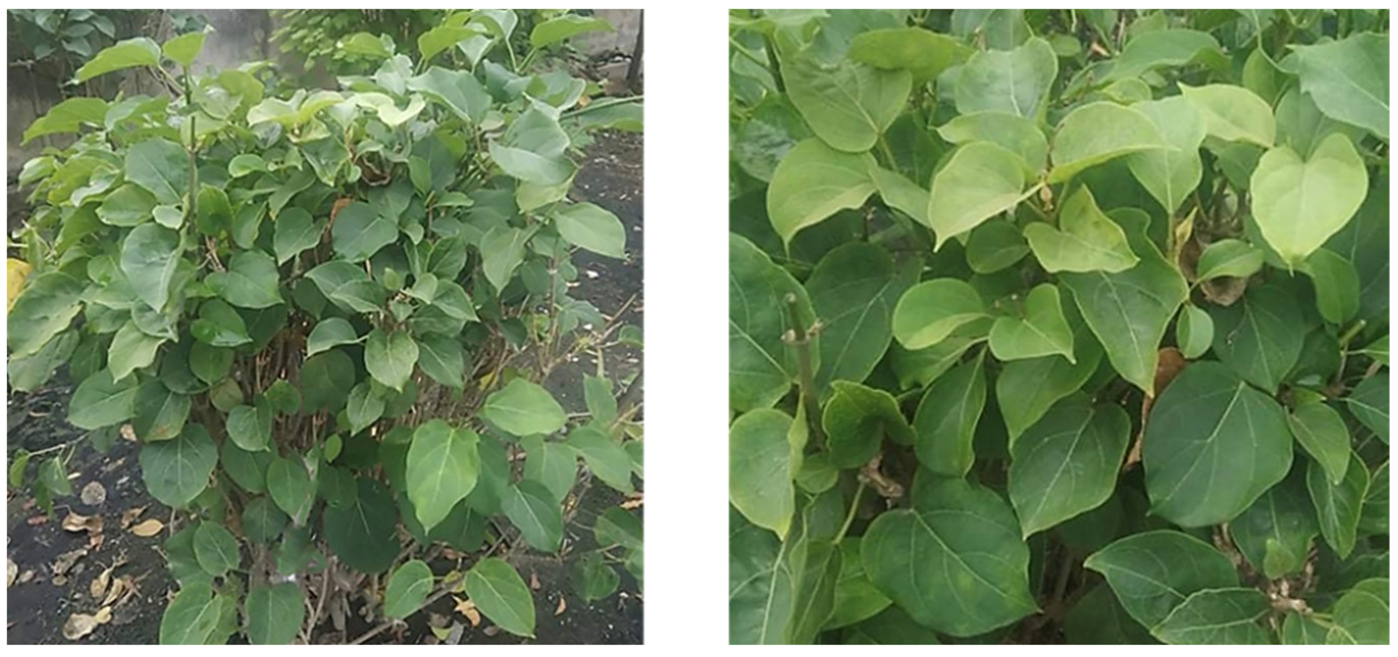 Agriculture 12 01826 g001