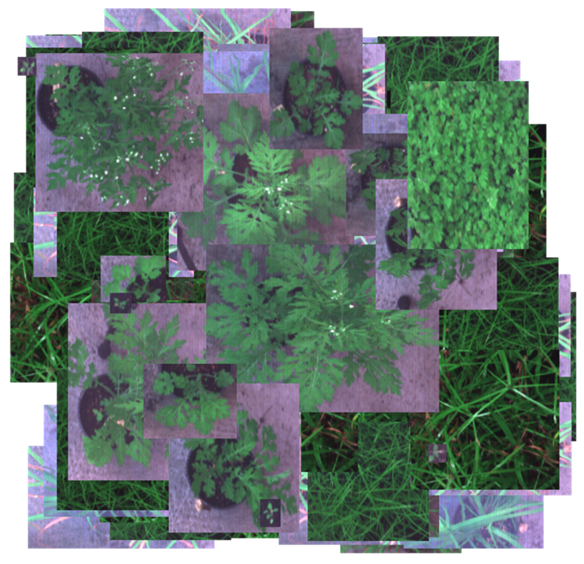 Agriculture 12 01838 g007