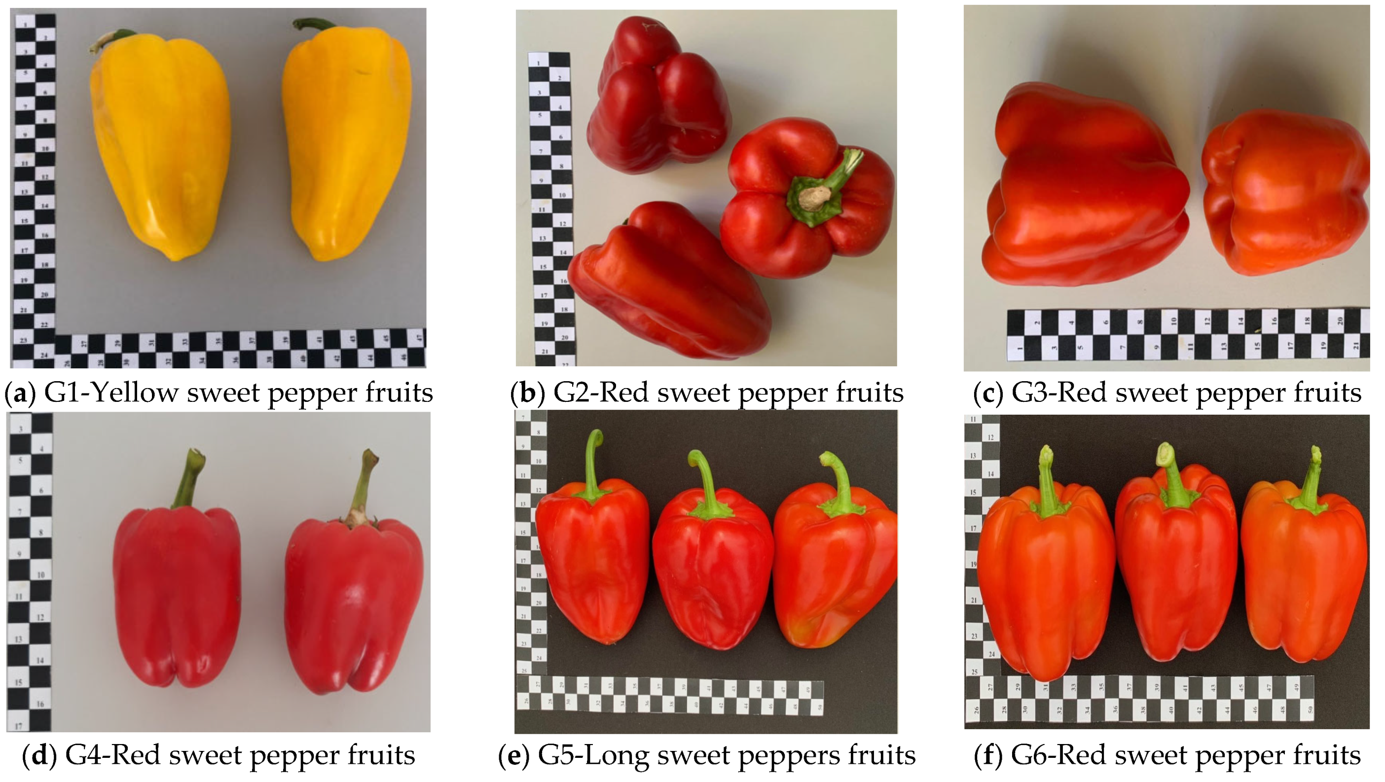 What's in Season? Bell Peppers (Field and Greenhouse) - Canadian Food Focus