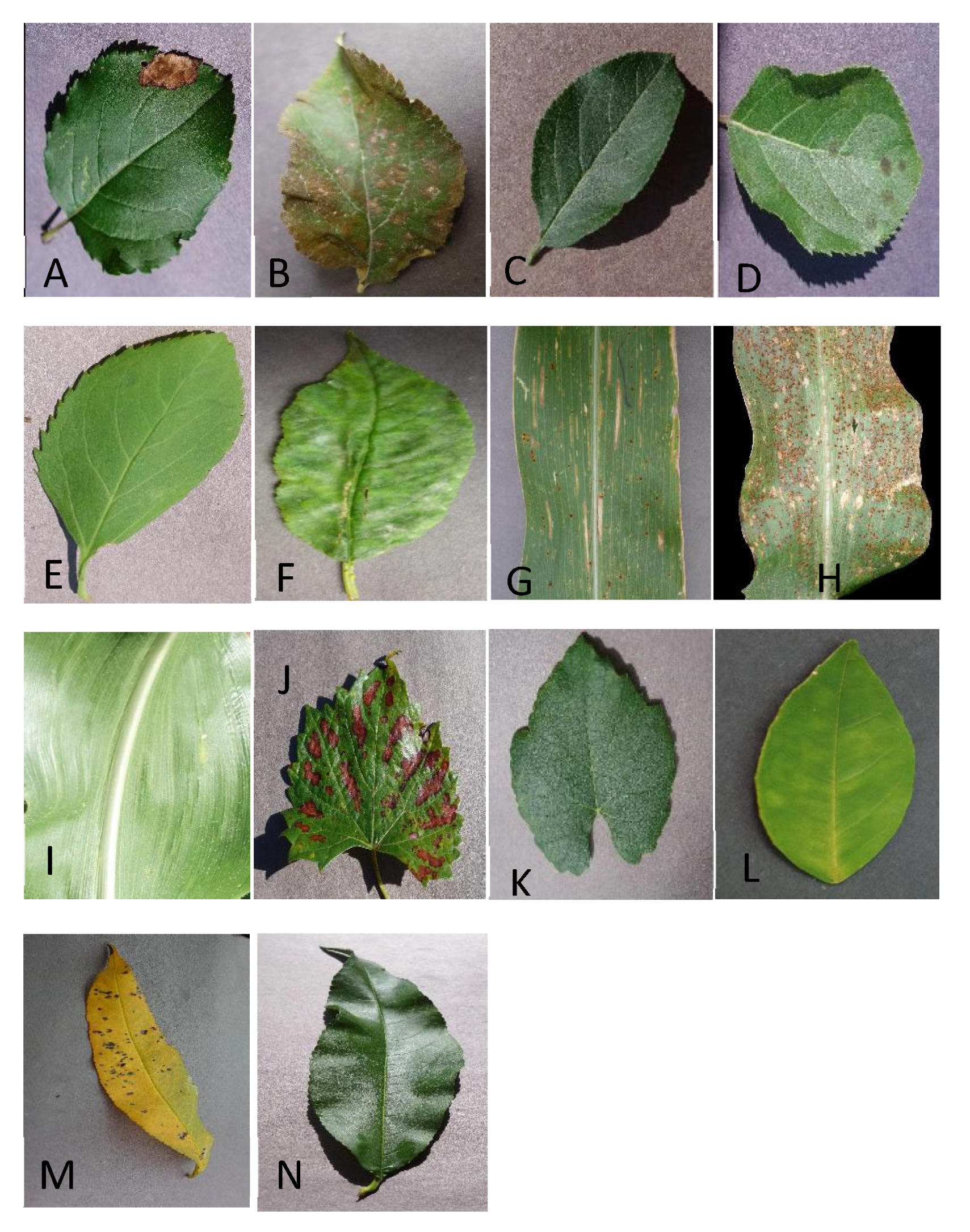 Agriculture 12 01886 g001