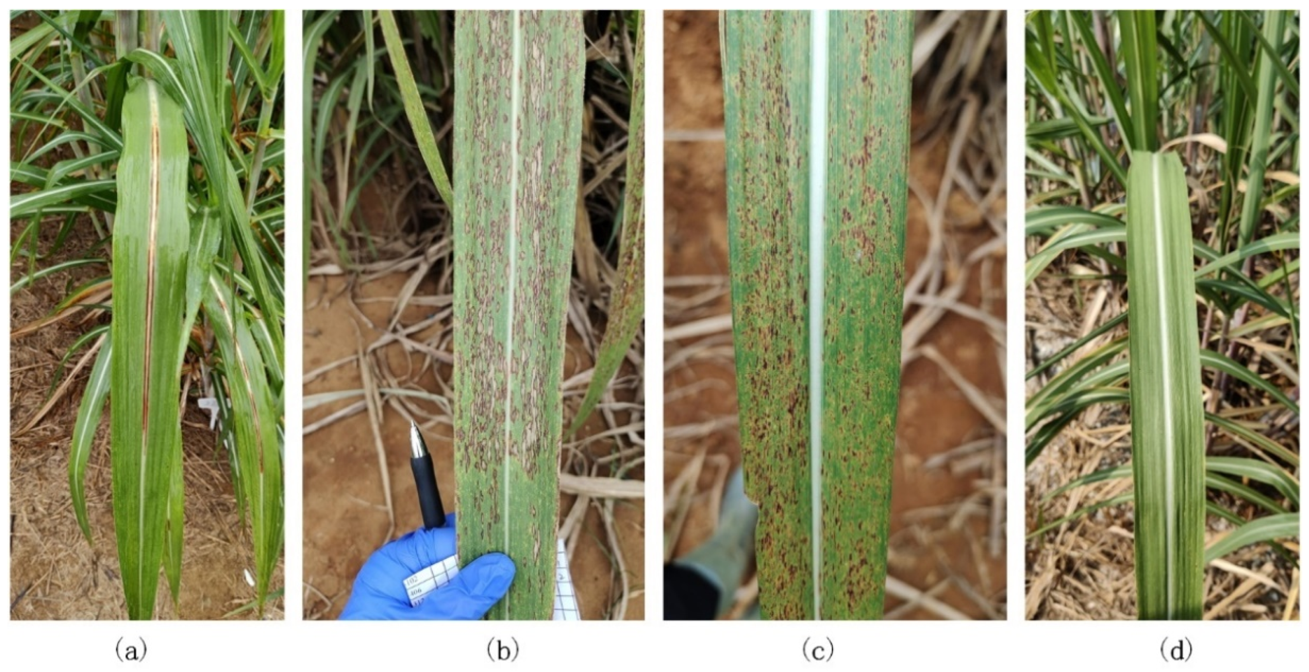 Agriculture 12 01997 g002 Agriculture 12 01997 g002