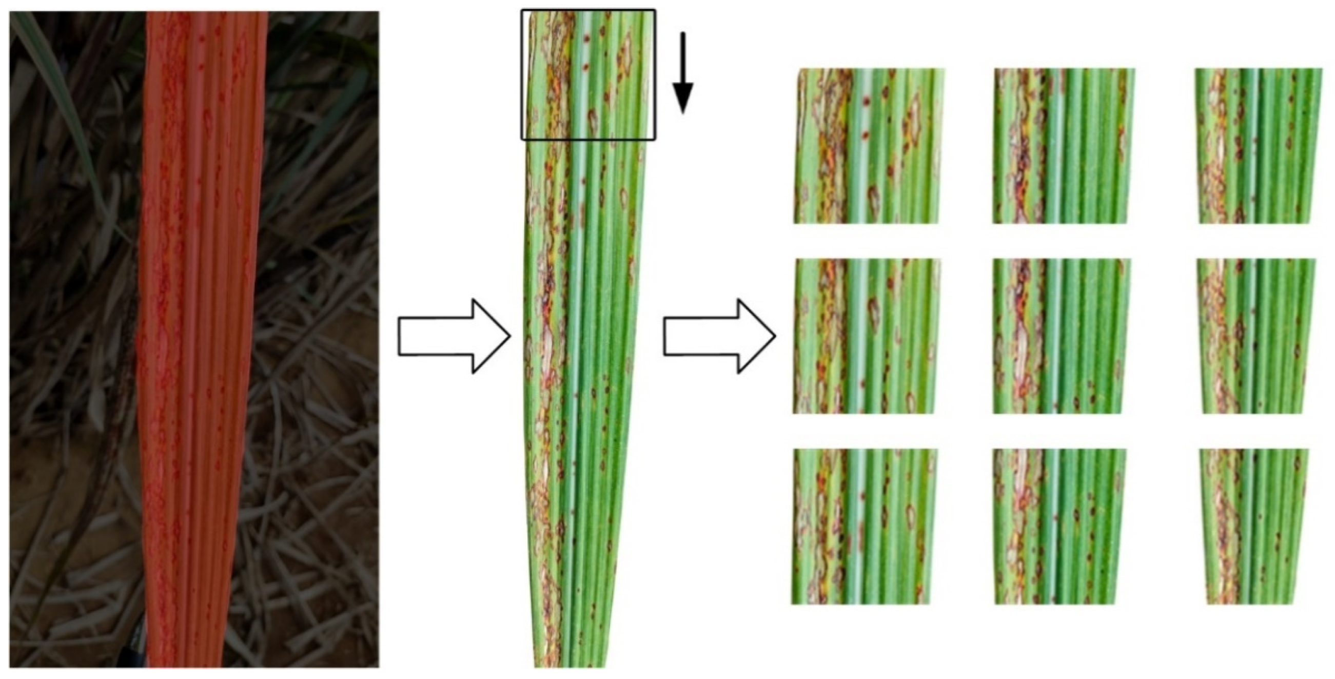 Agriculture 12 01997 g010 Agriculture 12 01997 g010