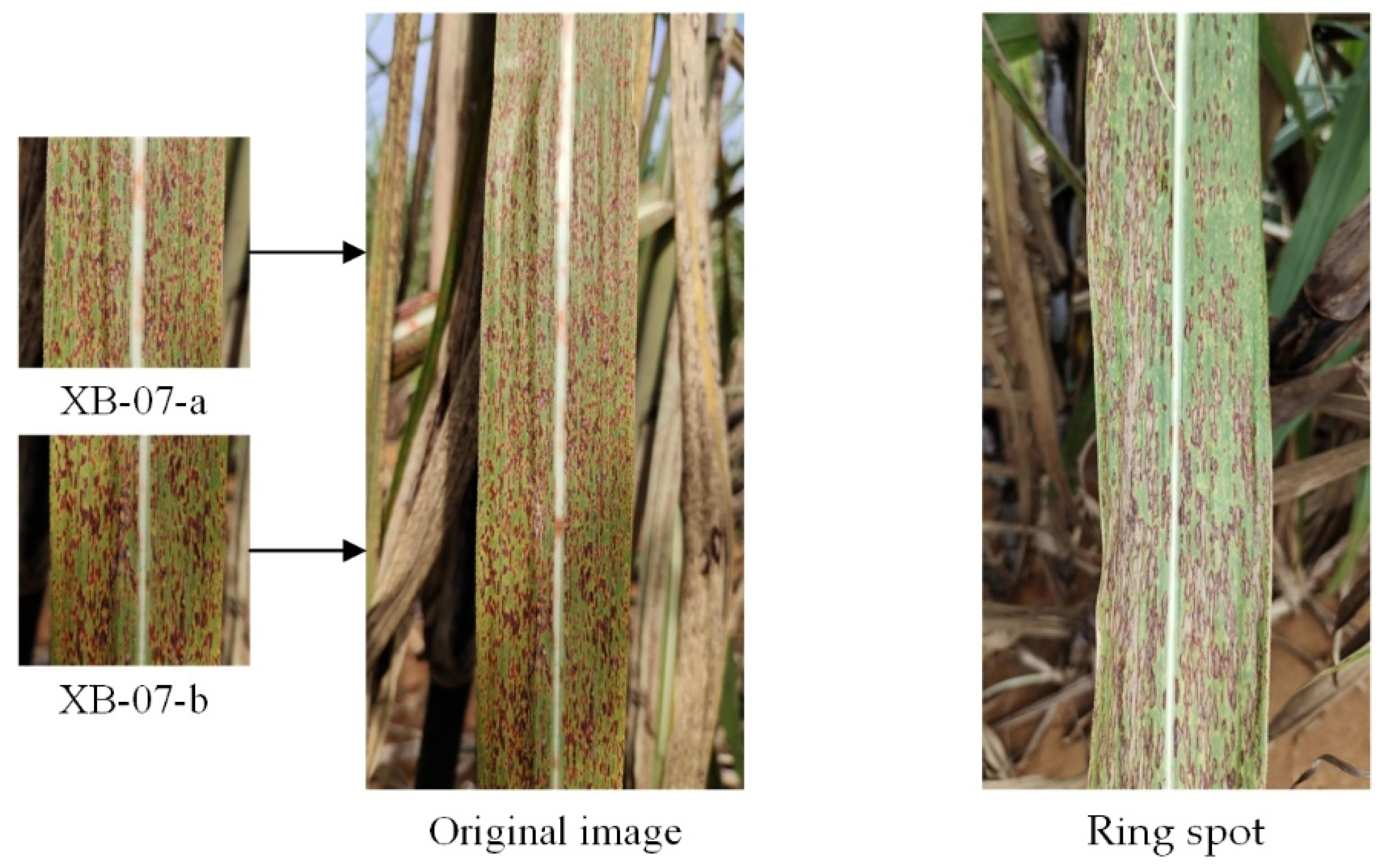 Agriculture 12 01997 g013 Agriculture 12 01997 g013