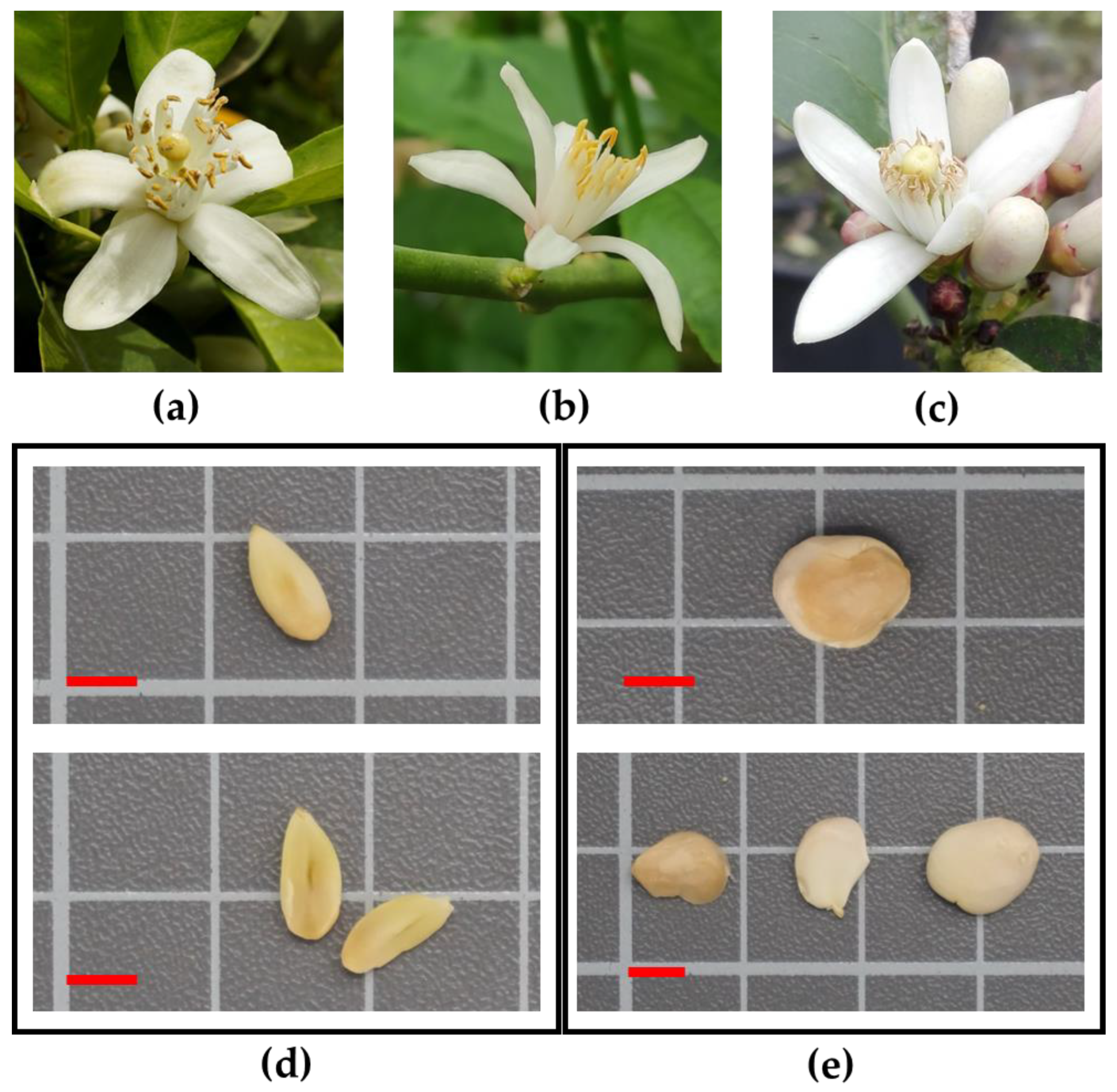 Agriculture 12 02020 g001