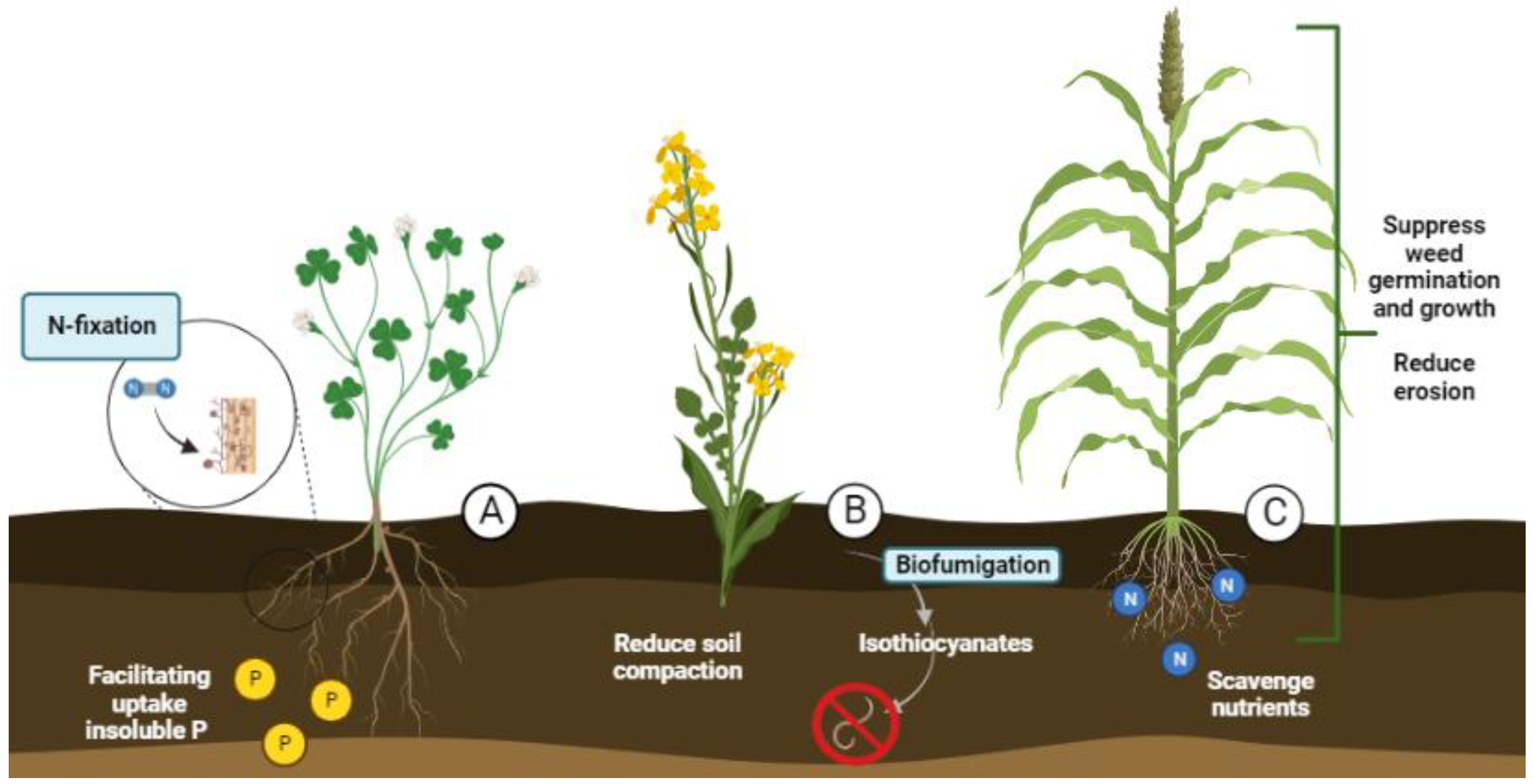 Crop cover is more important than rotational diversity for soil