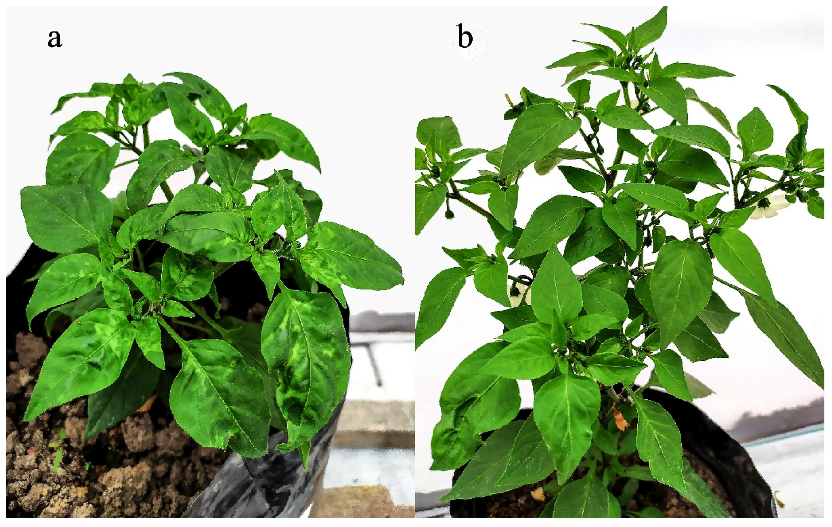 Agriculture 12 02101 g004