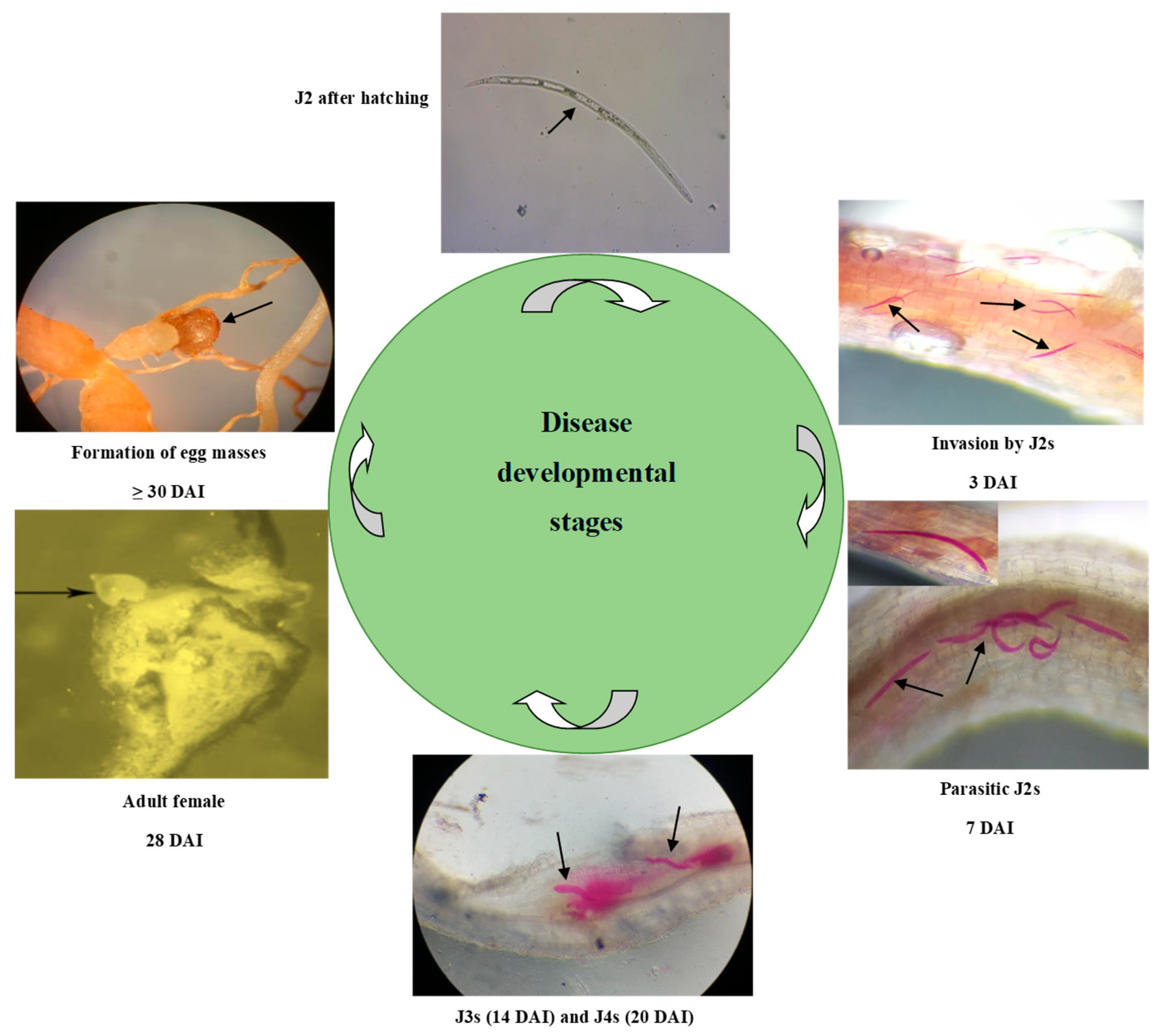 Agriculture 12 02122 g002