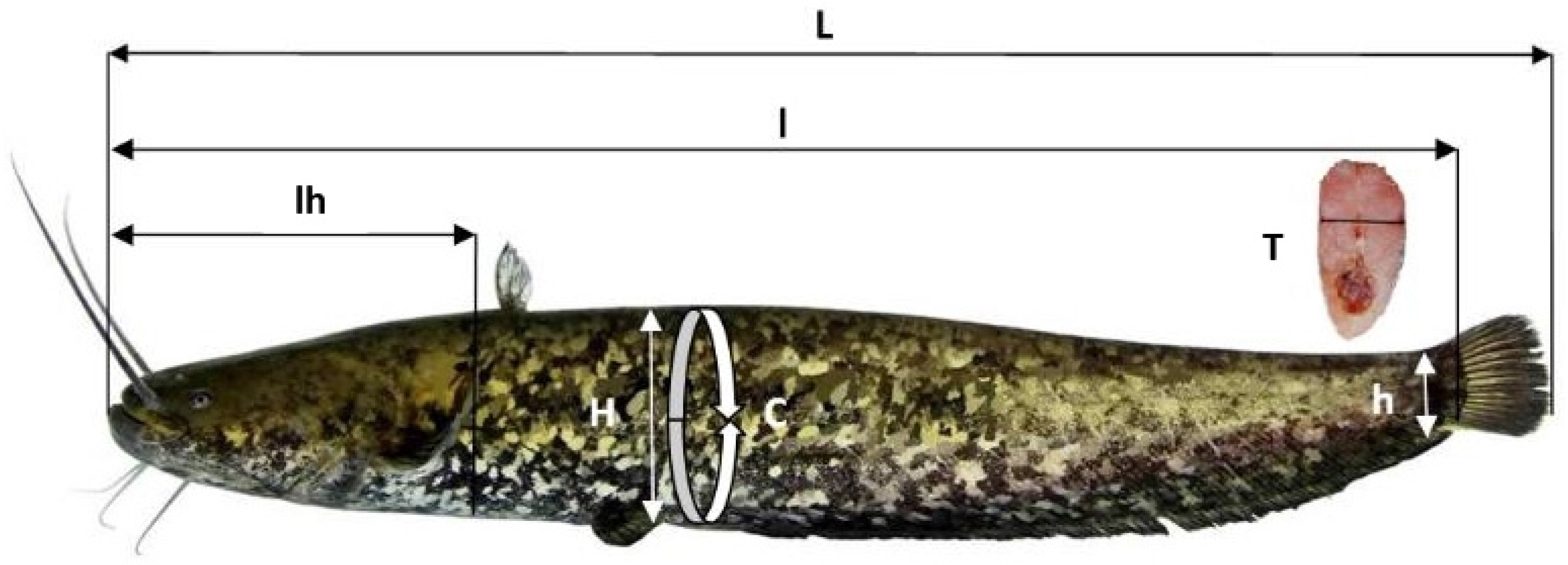 Agriculture 12 02144 g001