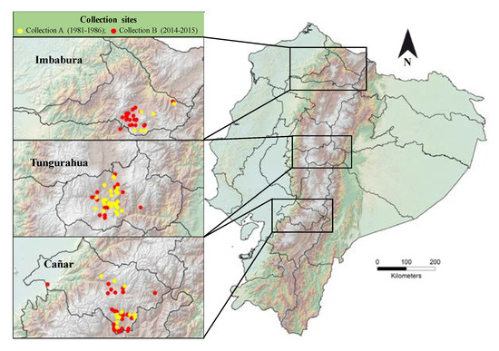 Genetic Diversity of Black Amaranth (Amaranthus quitensis Kunth 