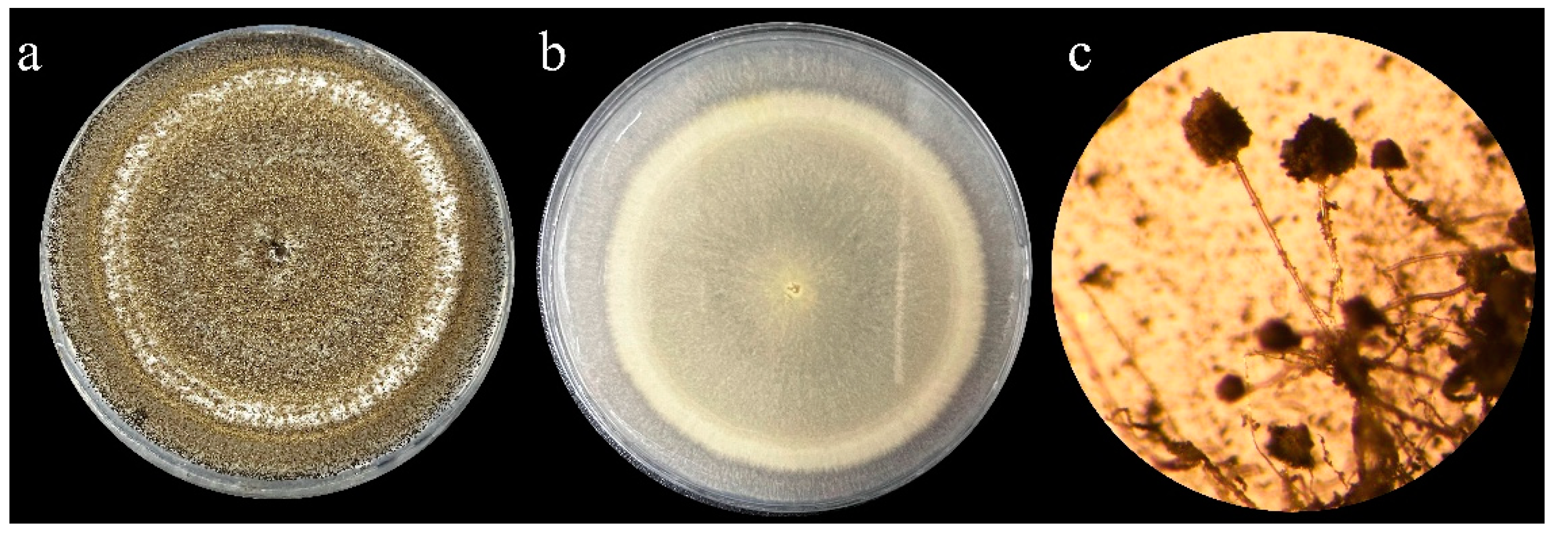 Agriculture 13 00122 g005 Agriculture 13 00122 g005