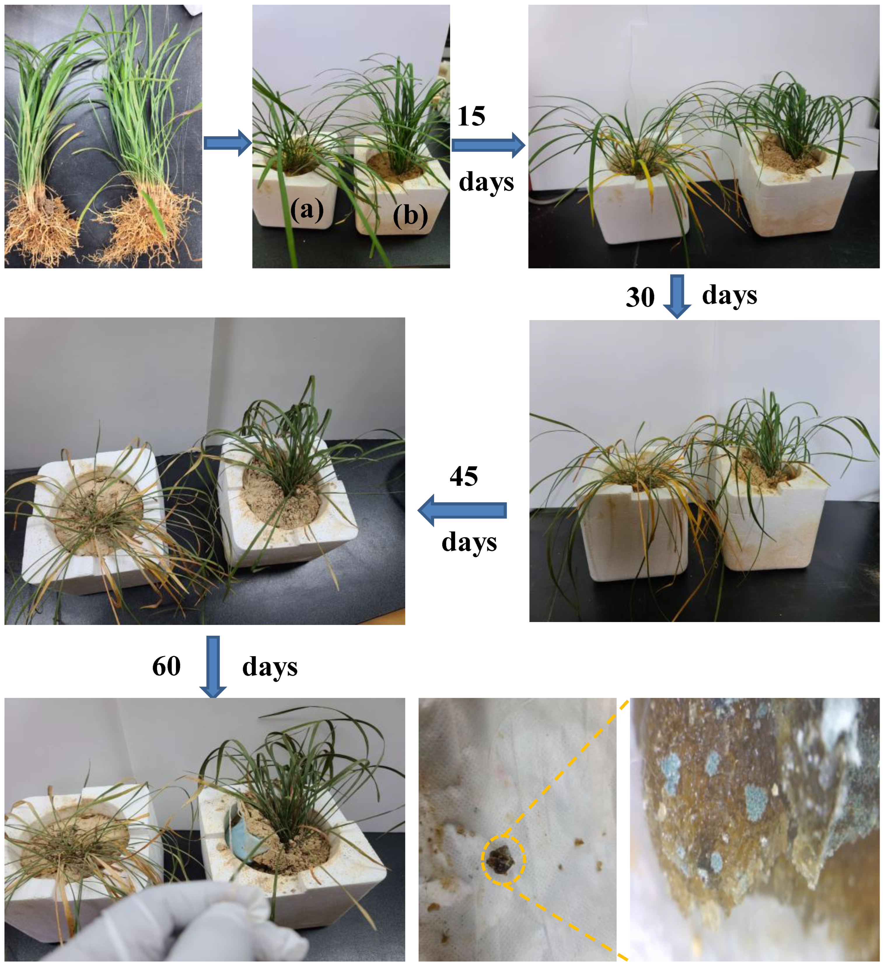 Agriculture 13 00152 g006 Agriculture 13 00152 g006