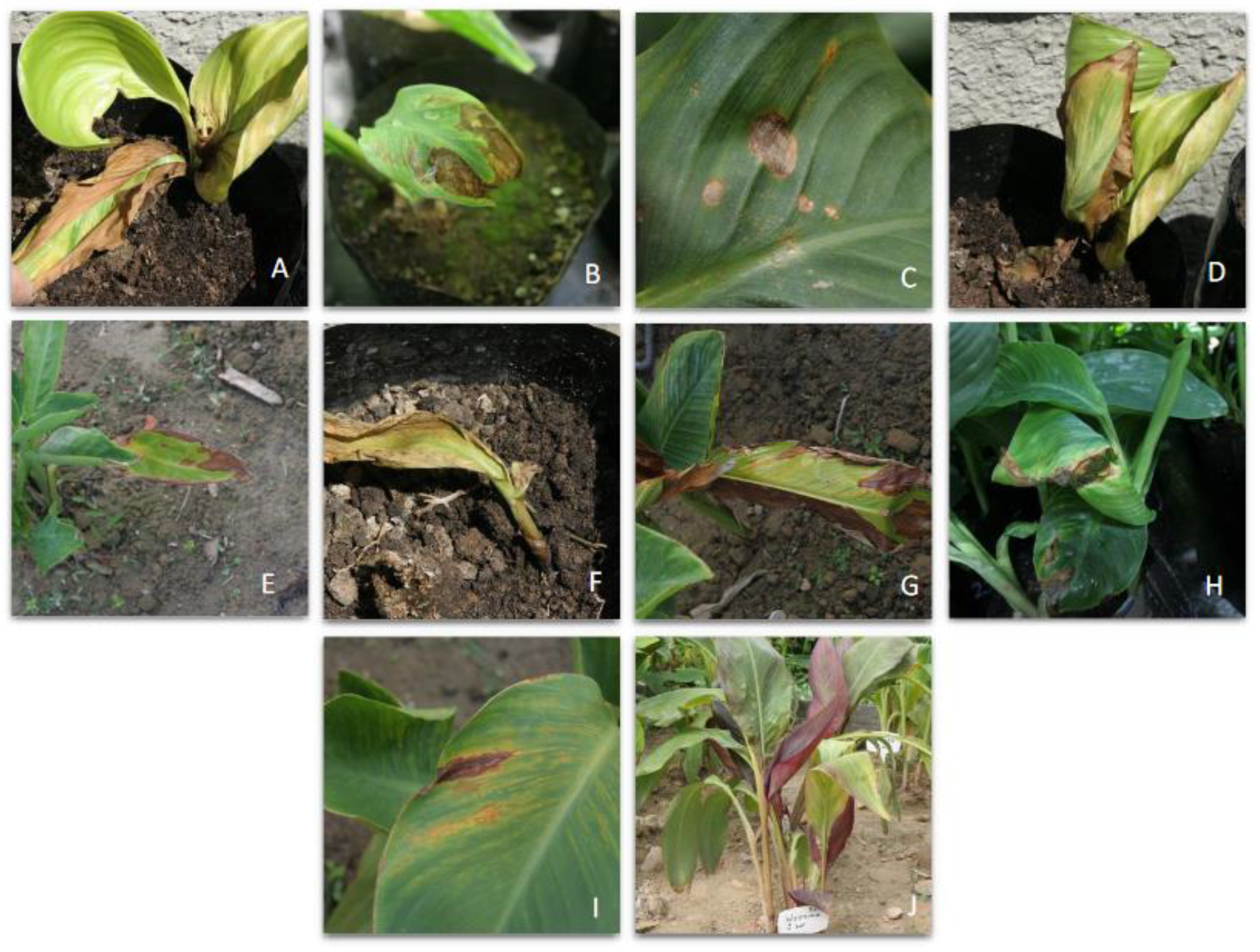 Agriculture 13 00157 g005 Agriculture 13 00157 g005